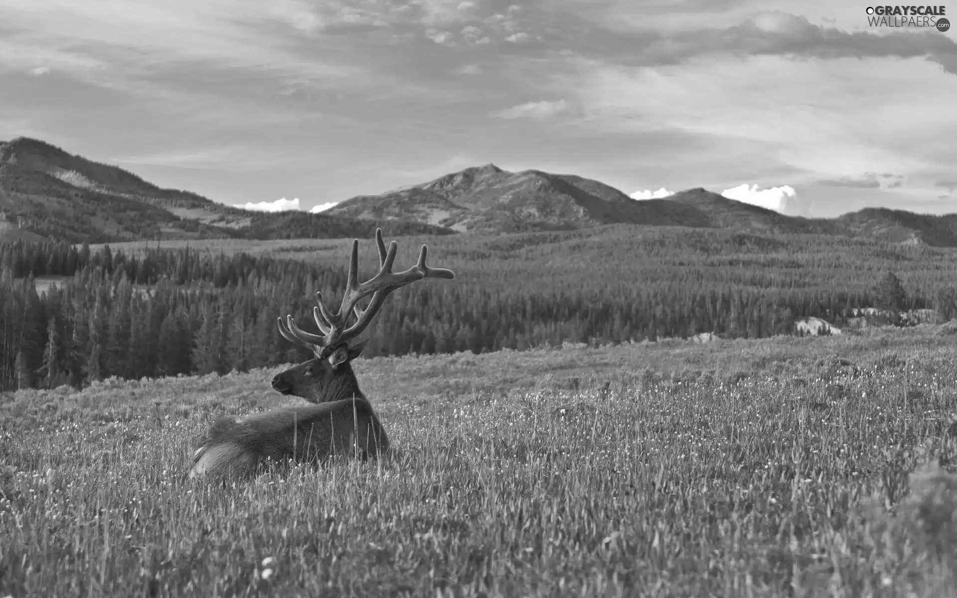 deer, Mountains, autumn, Meadow