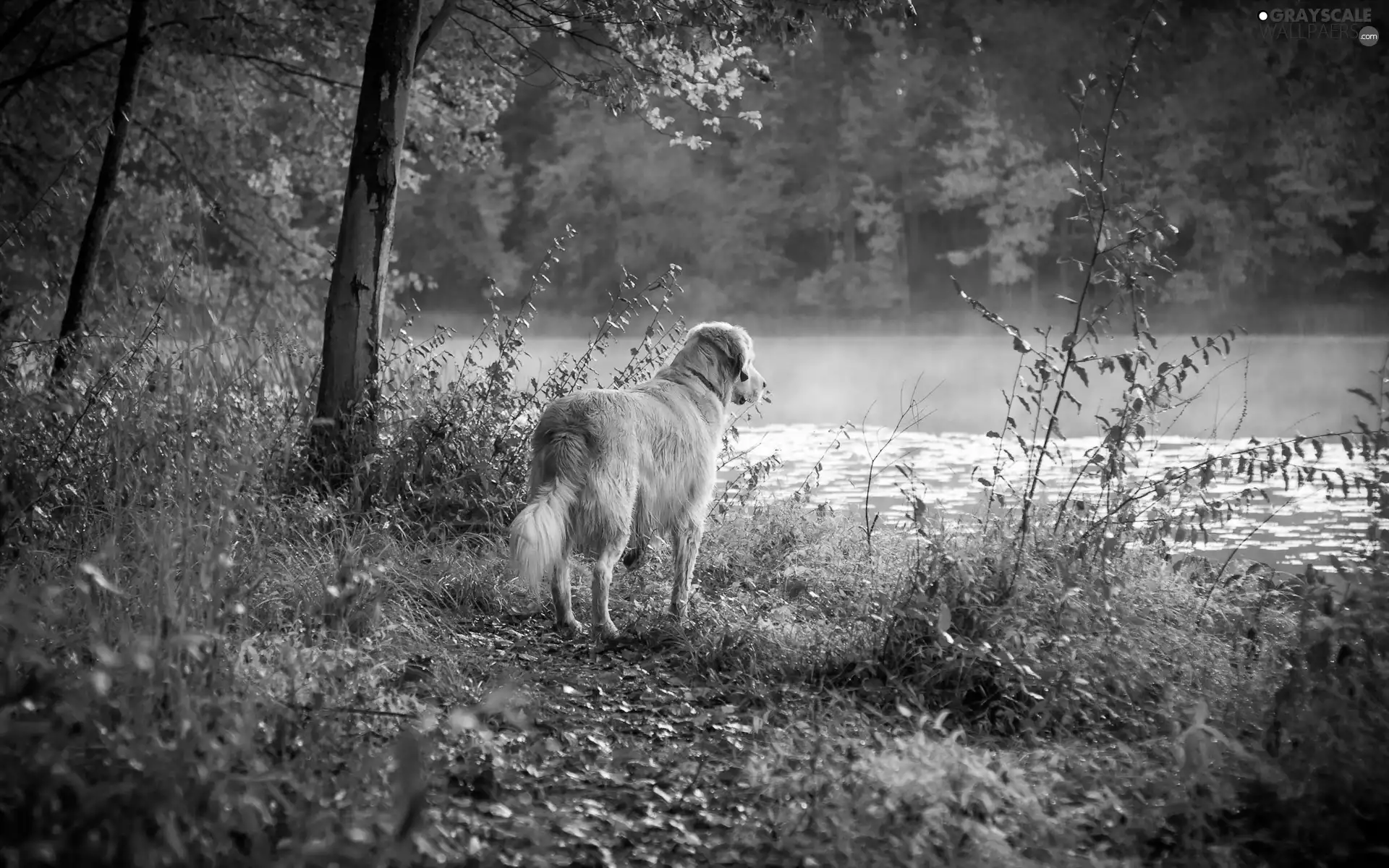 autumn, Golden Retriever, River, forest, dog