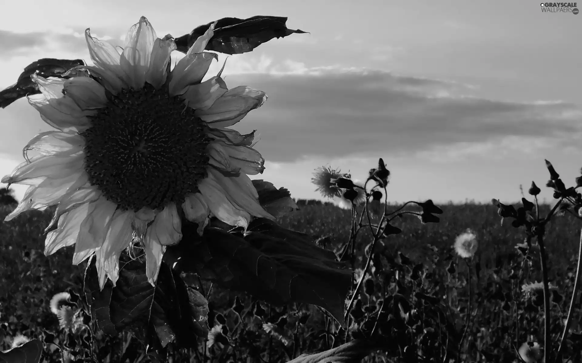 autumn, Sunflower, Field