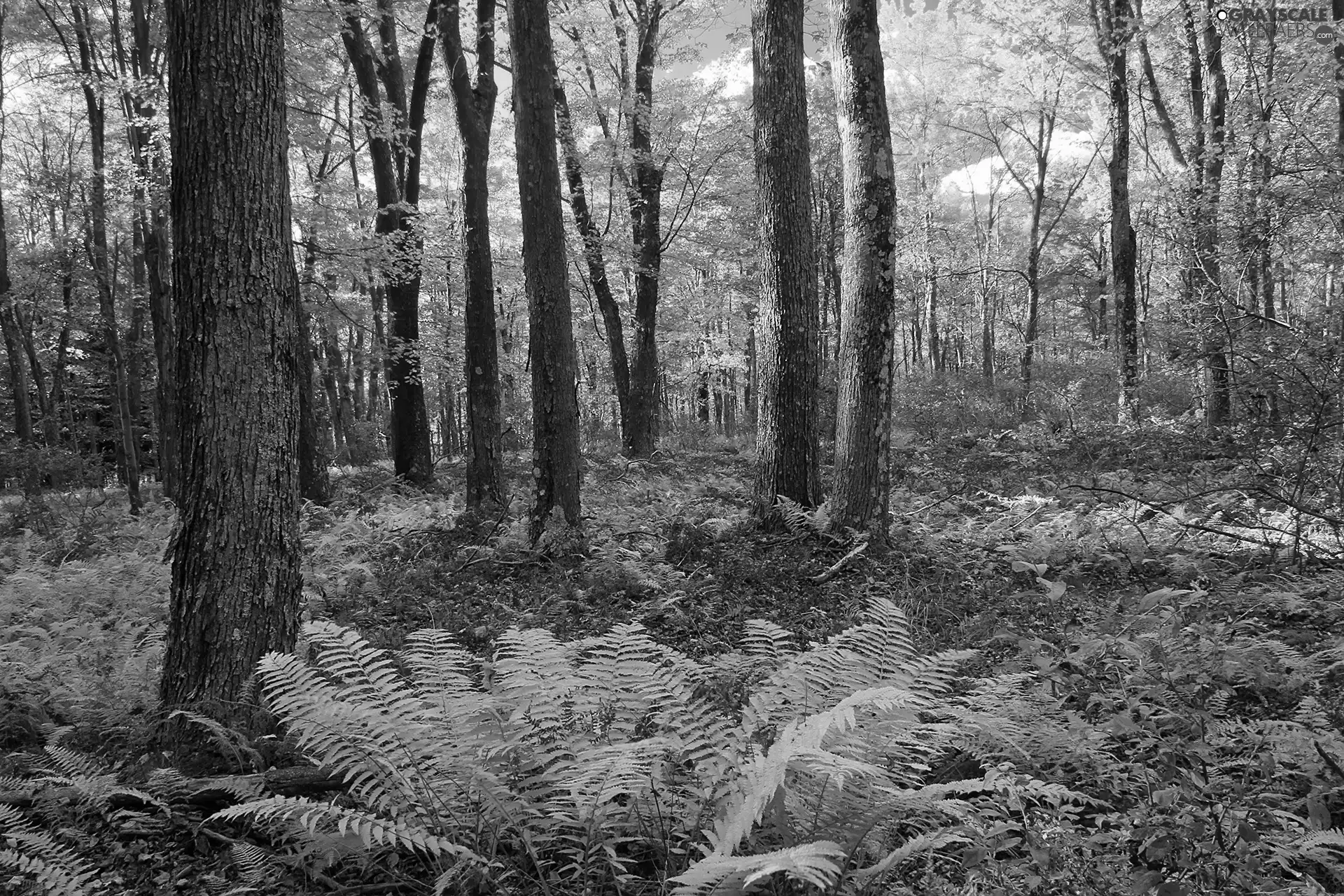 forest, autumn