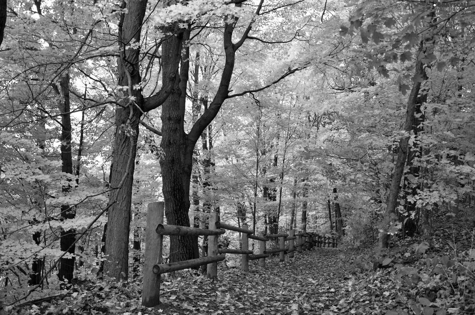forest, autumn