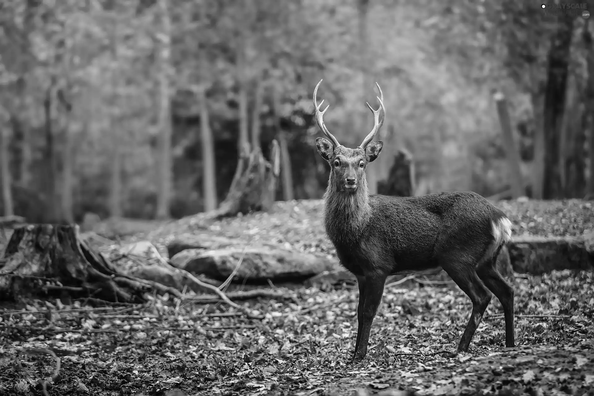 autumn, deer, forest