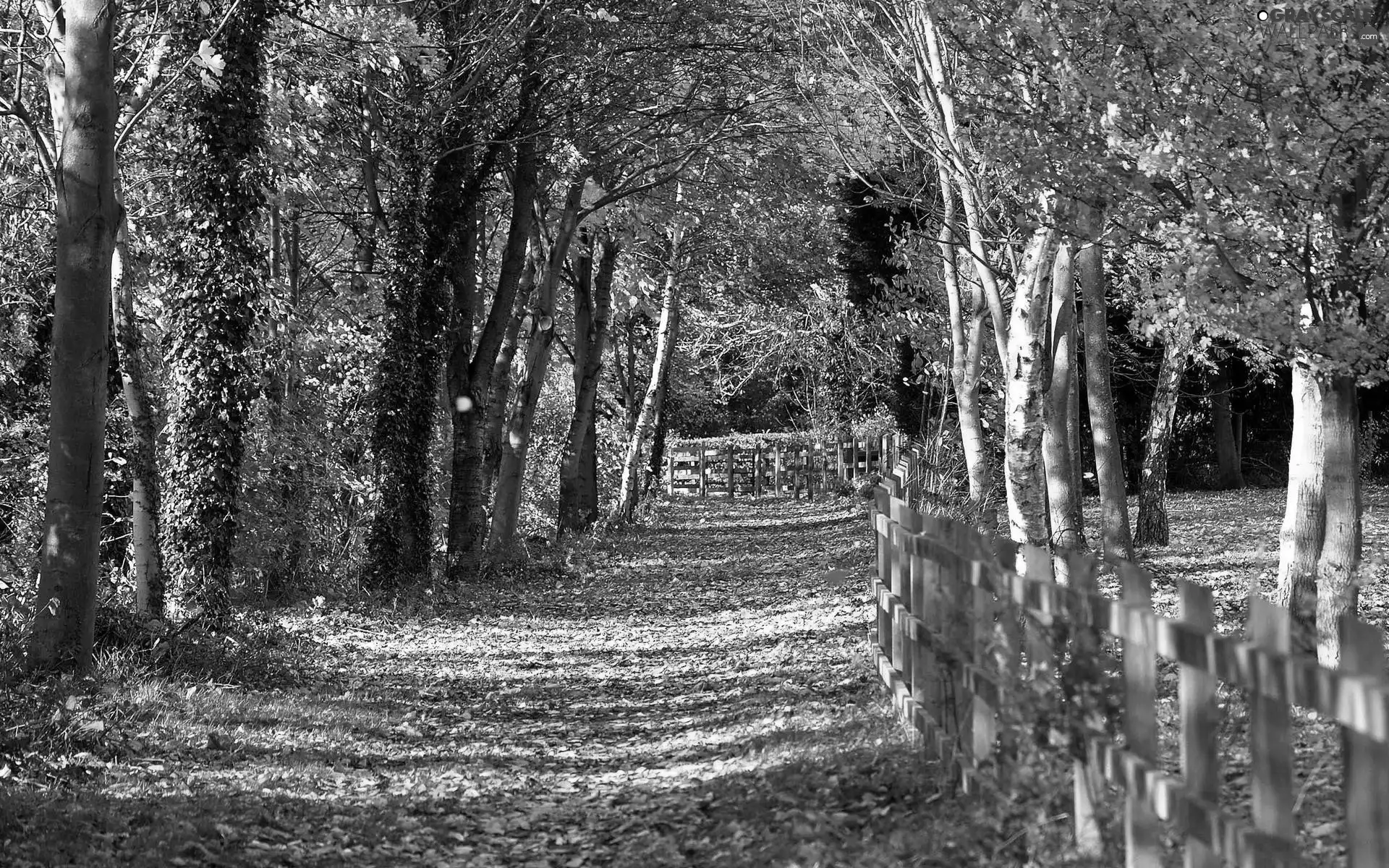 forest, fence, autumn, Path