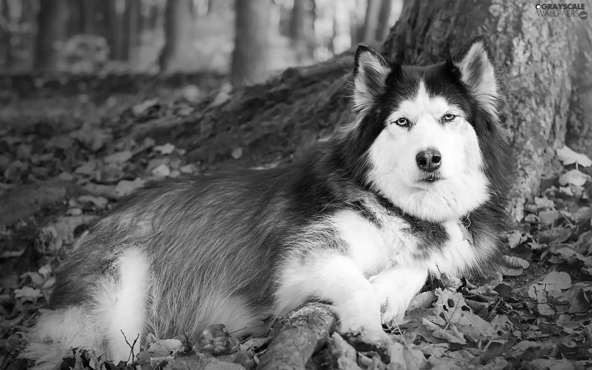 autumn, Husky, forest