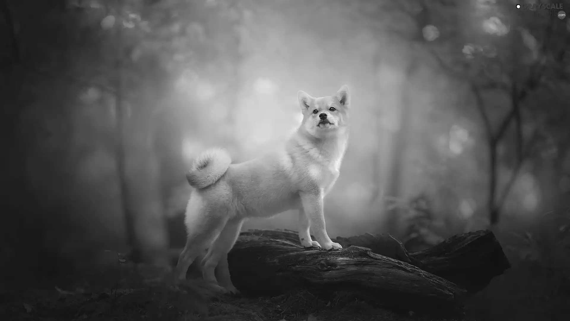 dog, autumn, forest, Shiba inu