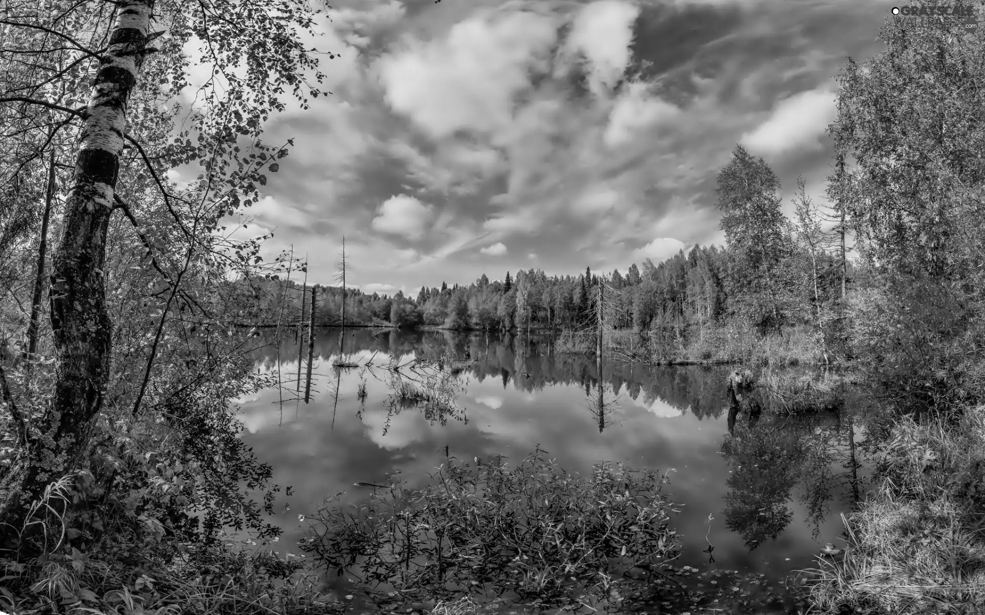 autumn, lake, forest