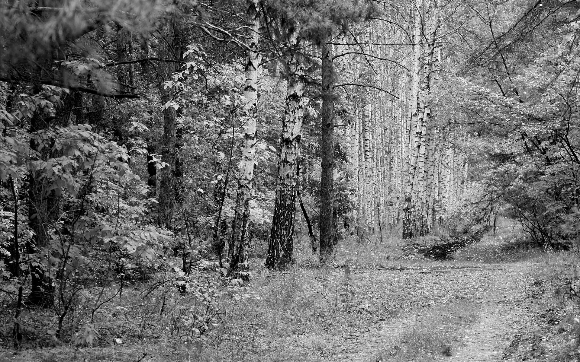 forest, Leaf, autumn, birch