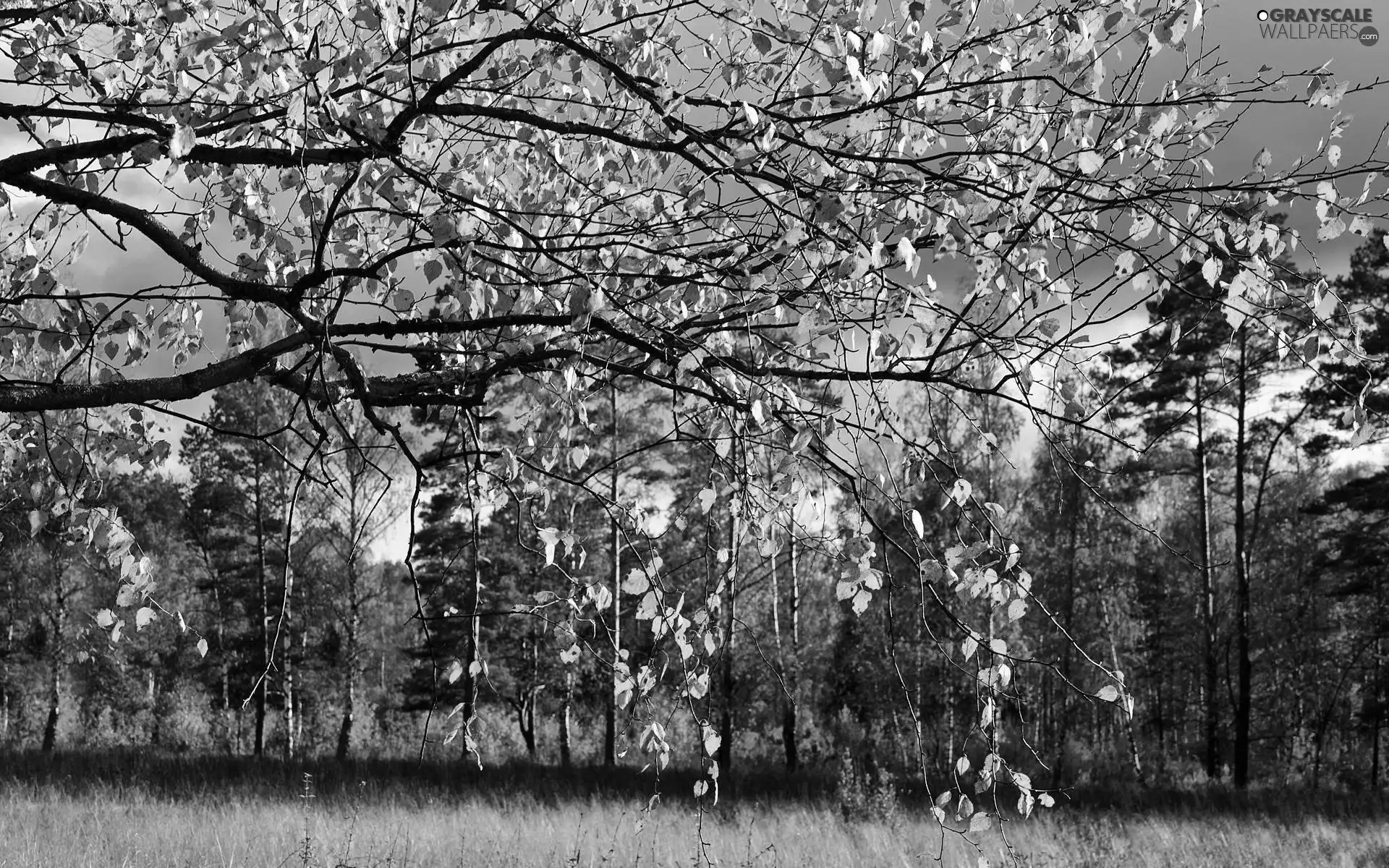 forest, Leaf, autumn, birch