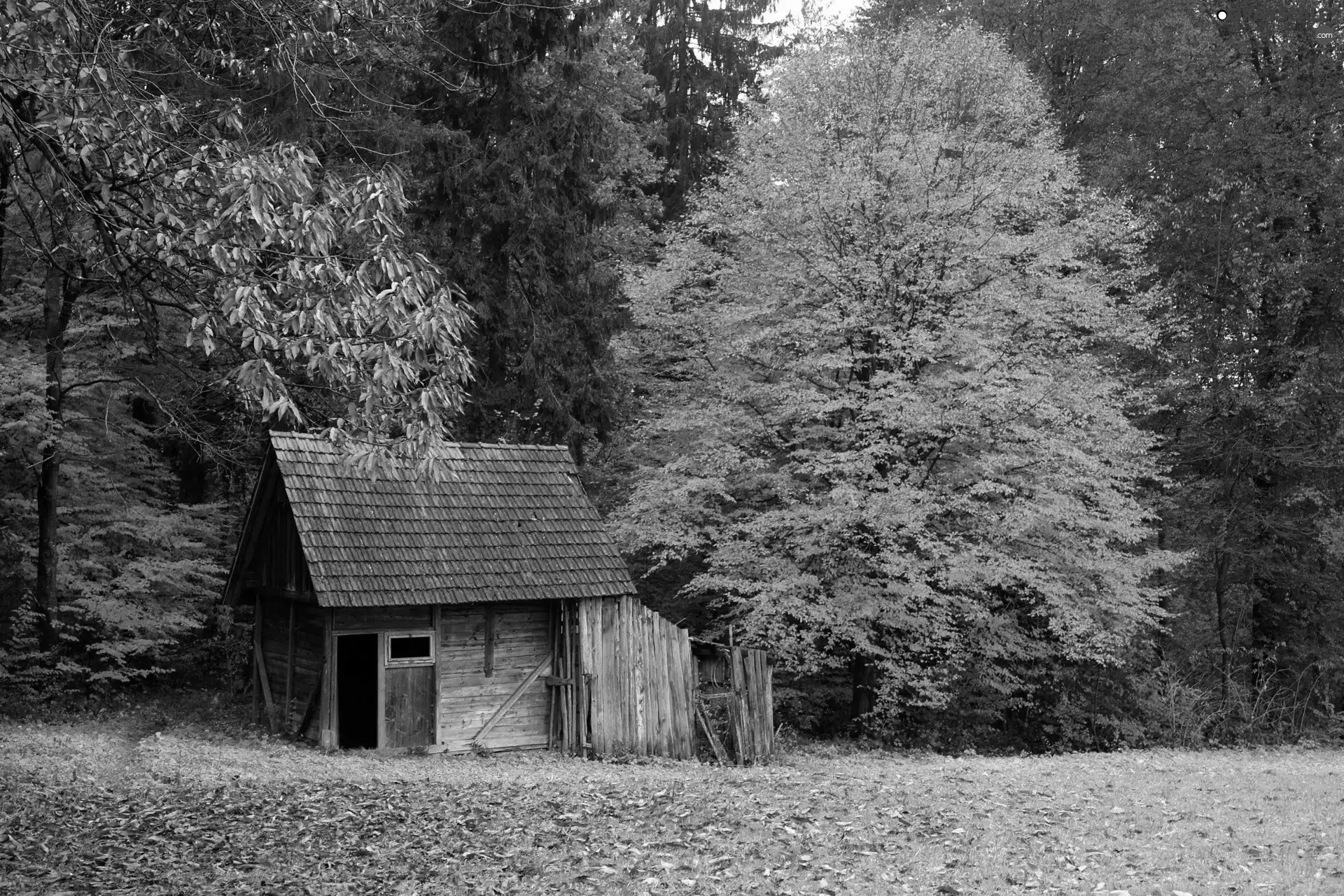 forest, Leaf, autumn, Home