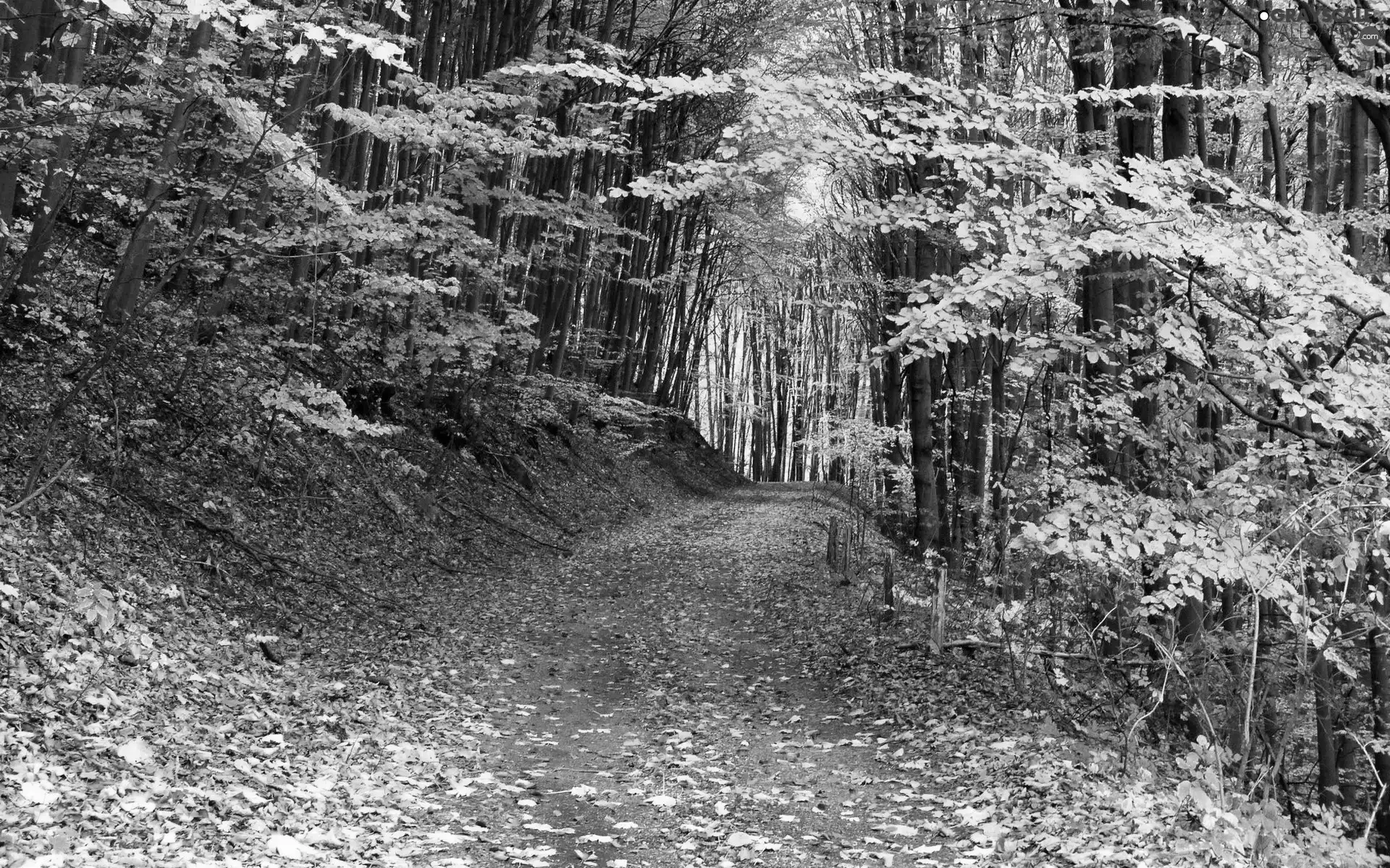 forest, Leaf, autumn, Way