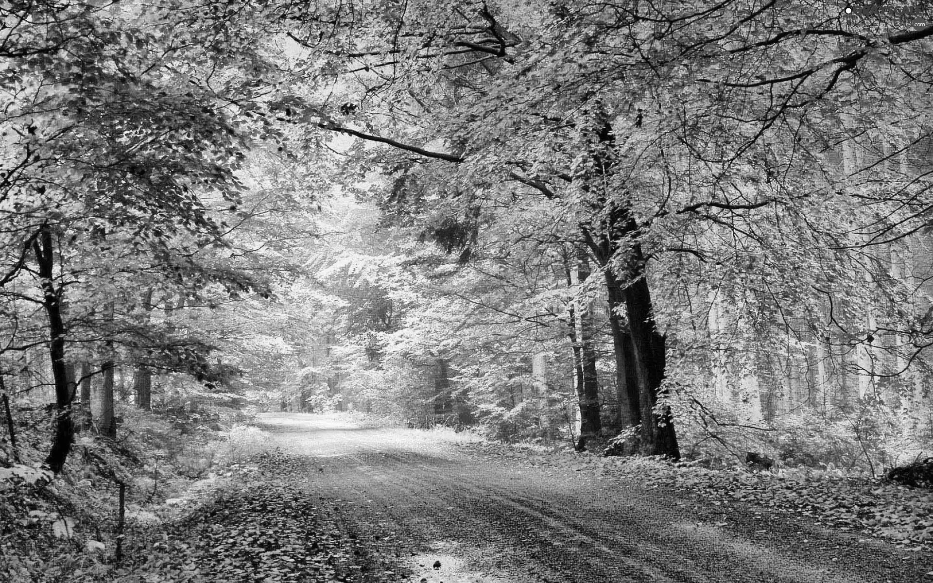 forest, Leaf, autumn, Way