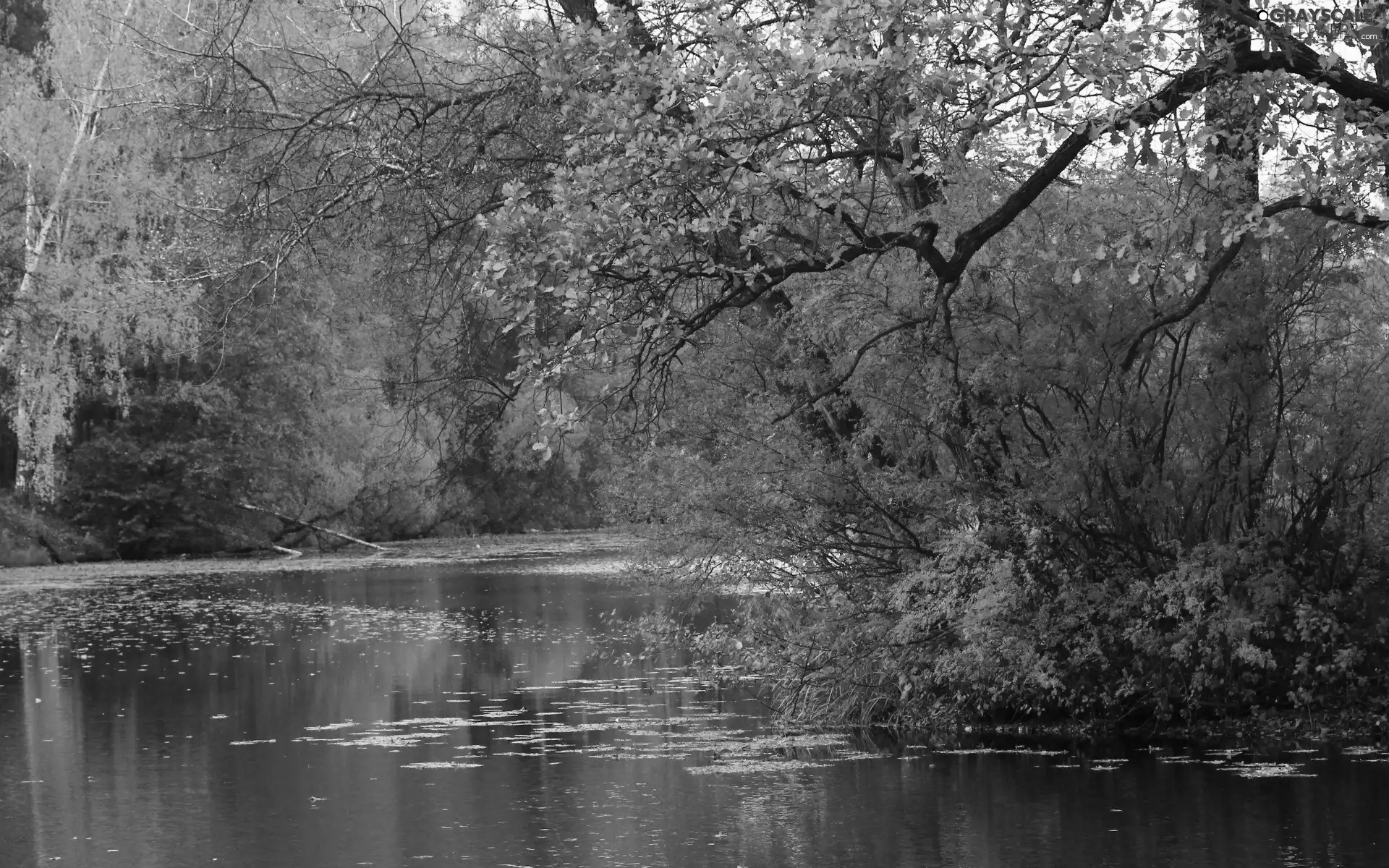 autumn, River, forest