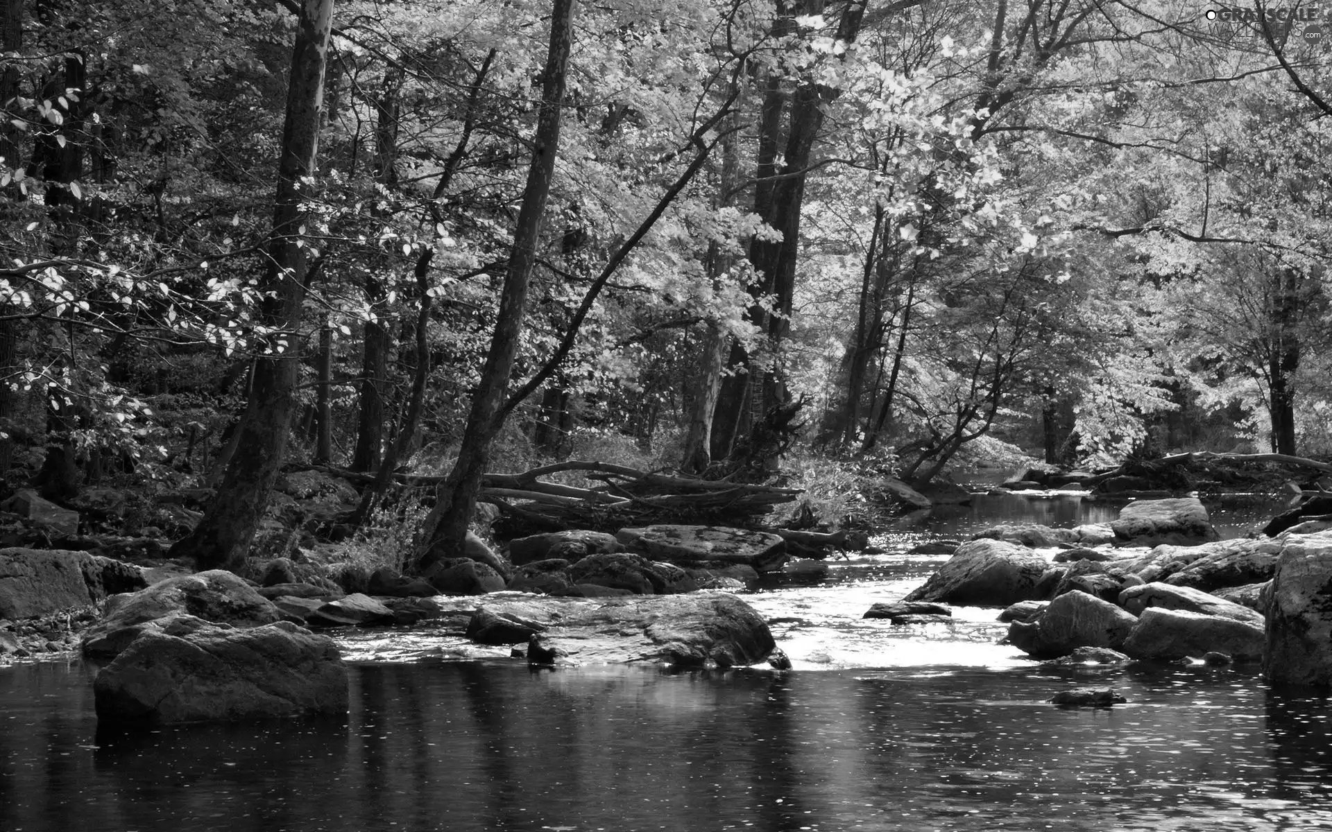 autumn, River, forest