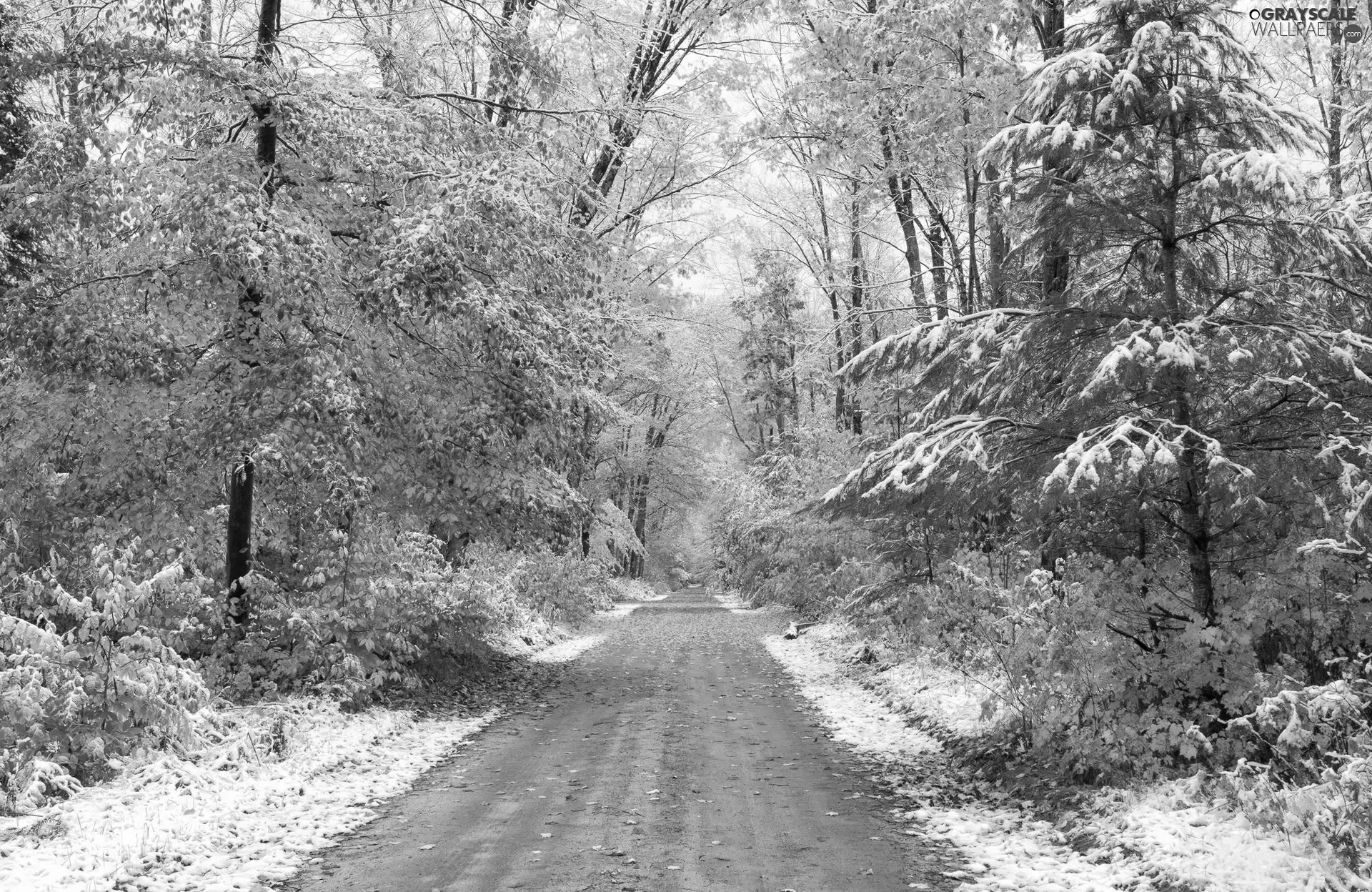forest, Way, snow, autumn