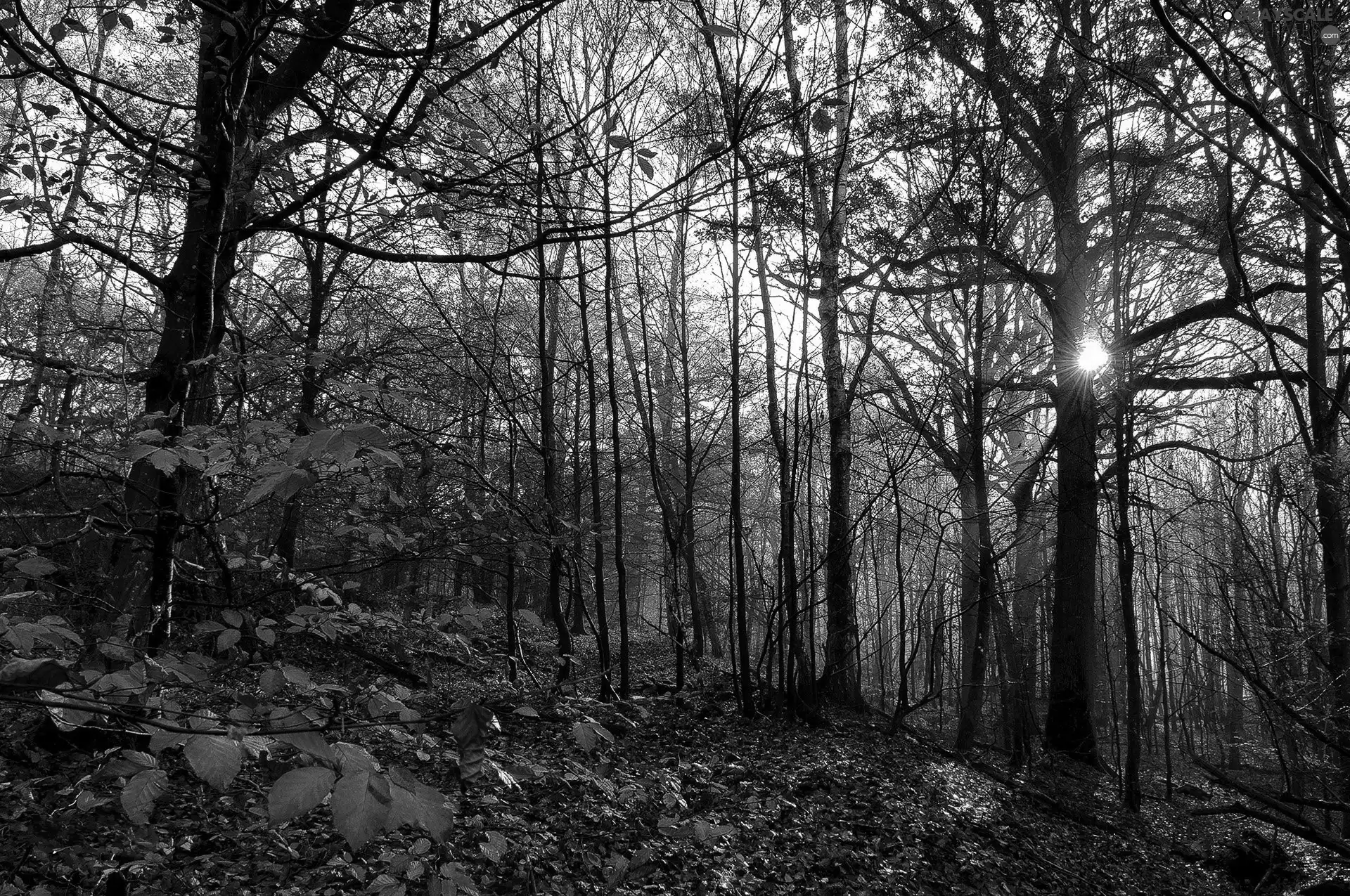 forest, sun, autumn, rays