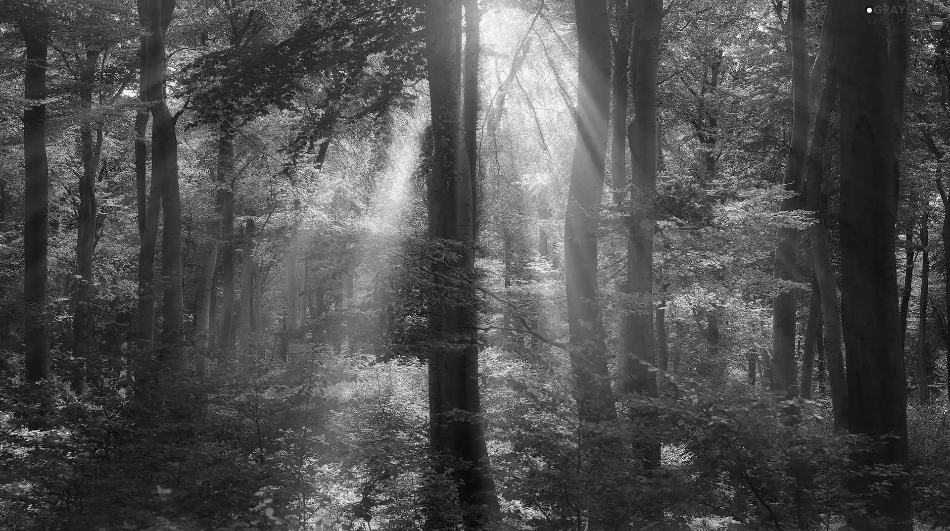 forest, sun, autumn, rays