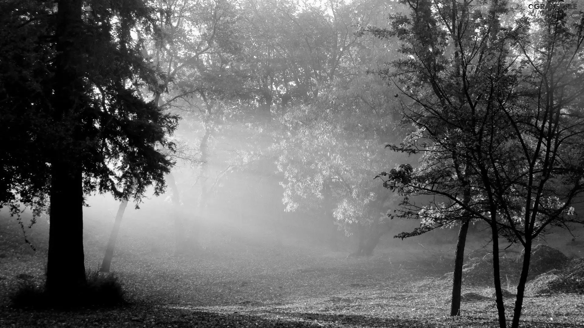 forest, sunny, autumn, rays