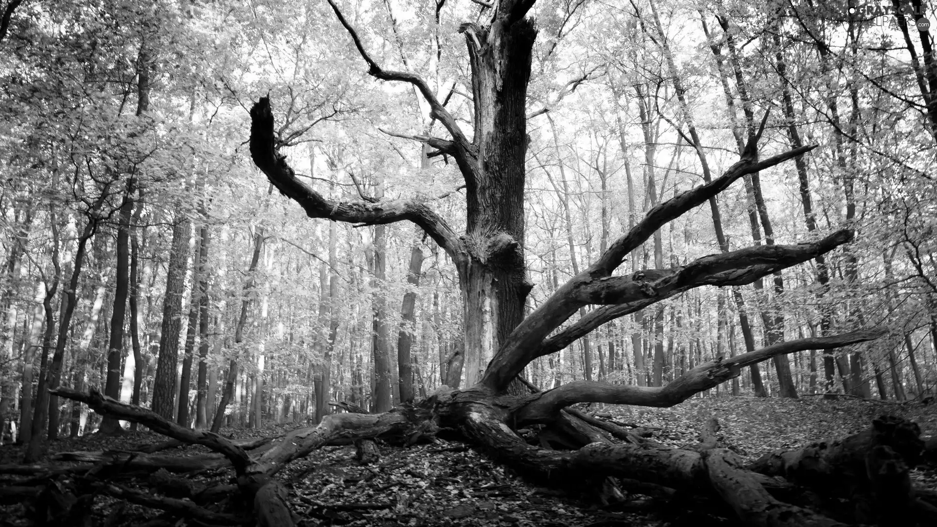 forest, trees, autumn, dead