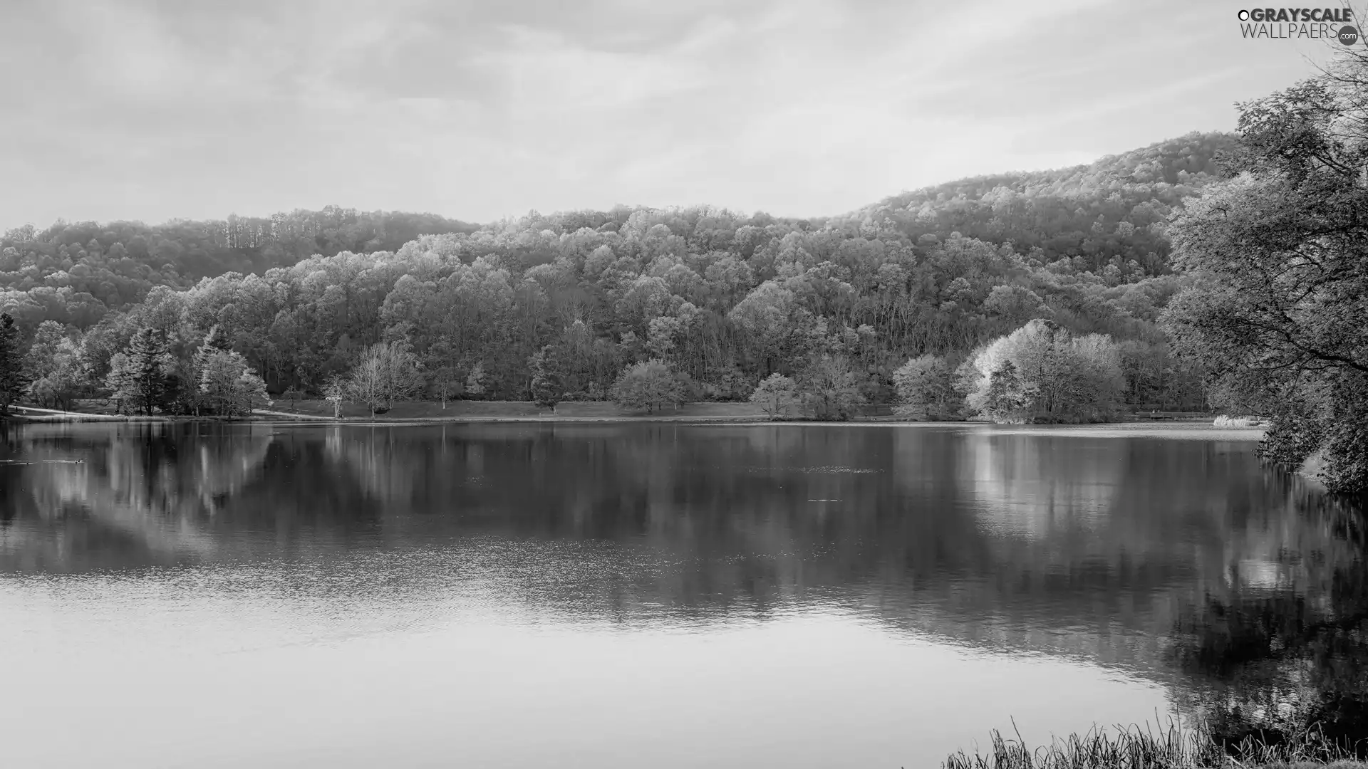color, lake, viewes, autumn, trees, forest