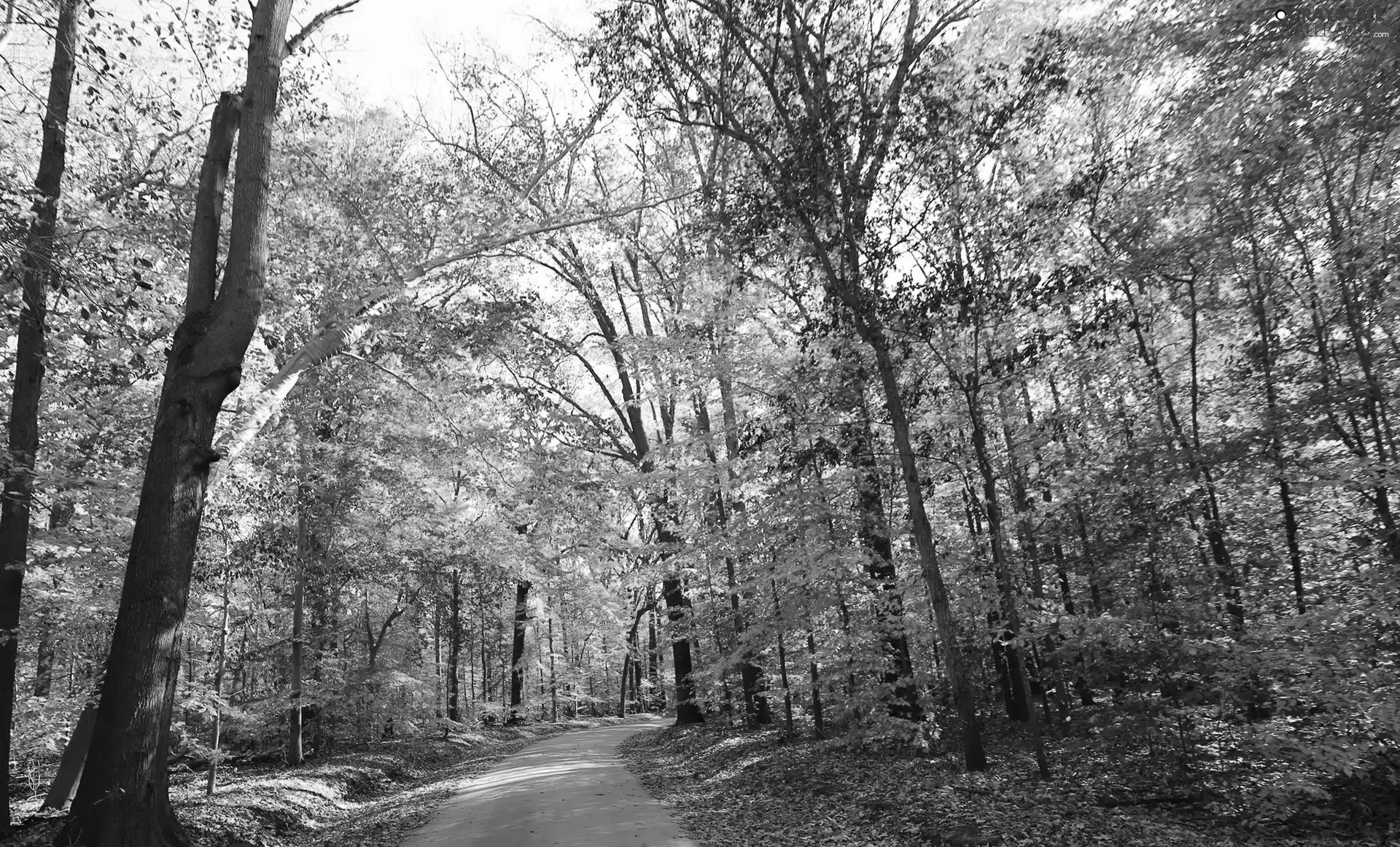 forest, viewes, autumn, trees