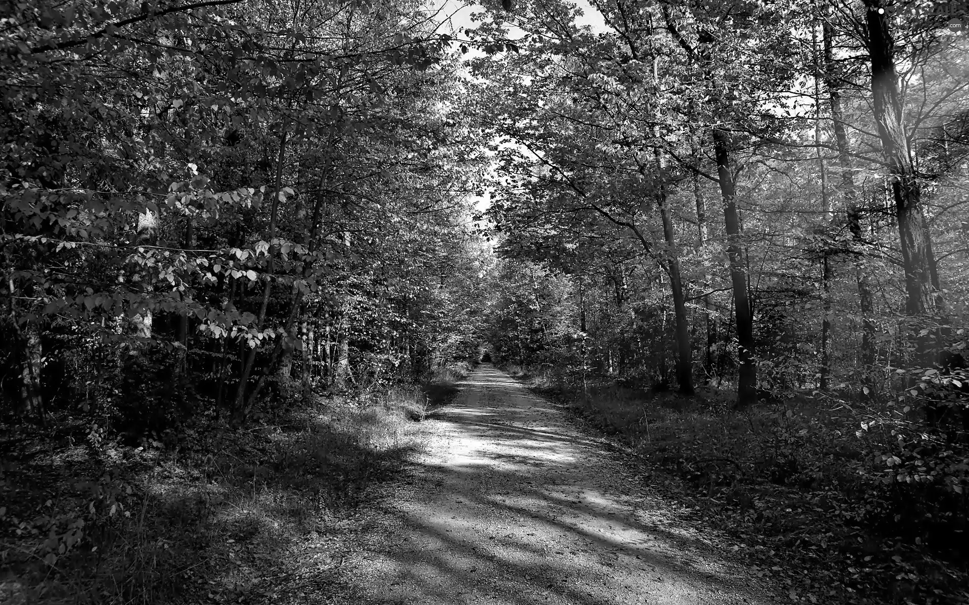 autumn, Way, forest