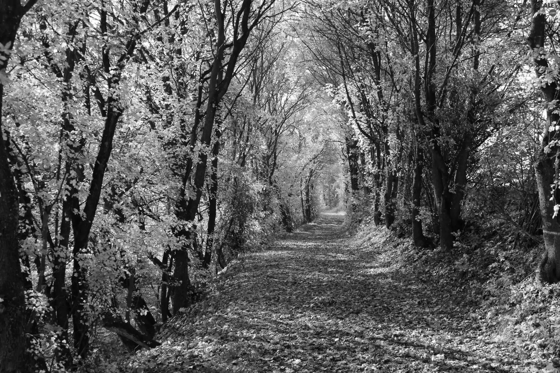 autumn, Way, forest