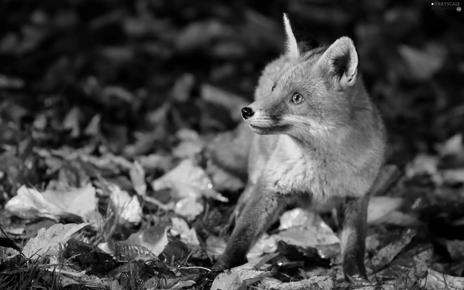fox, Leaf, autumn, forest