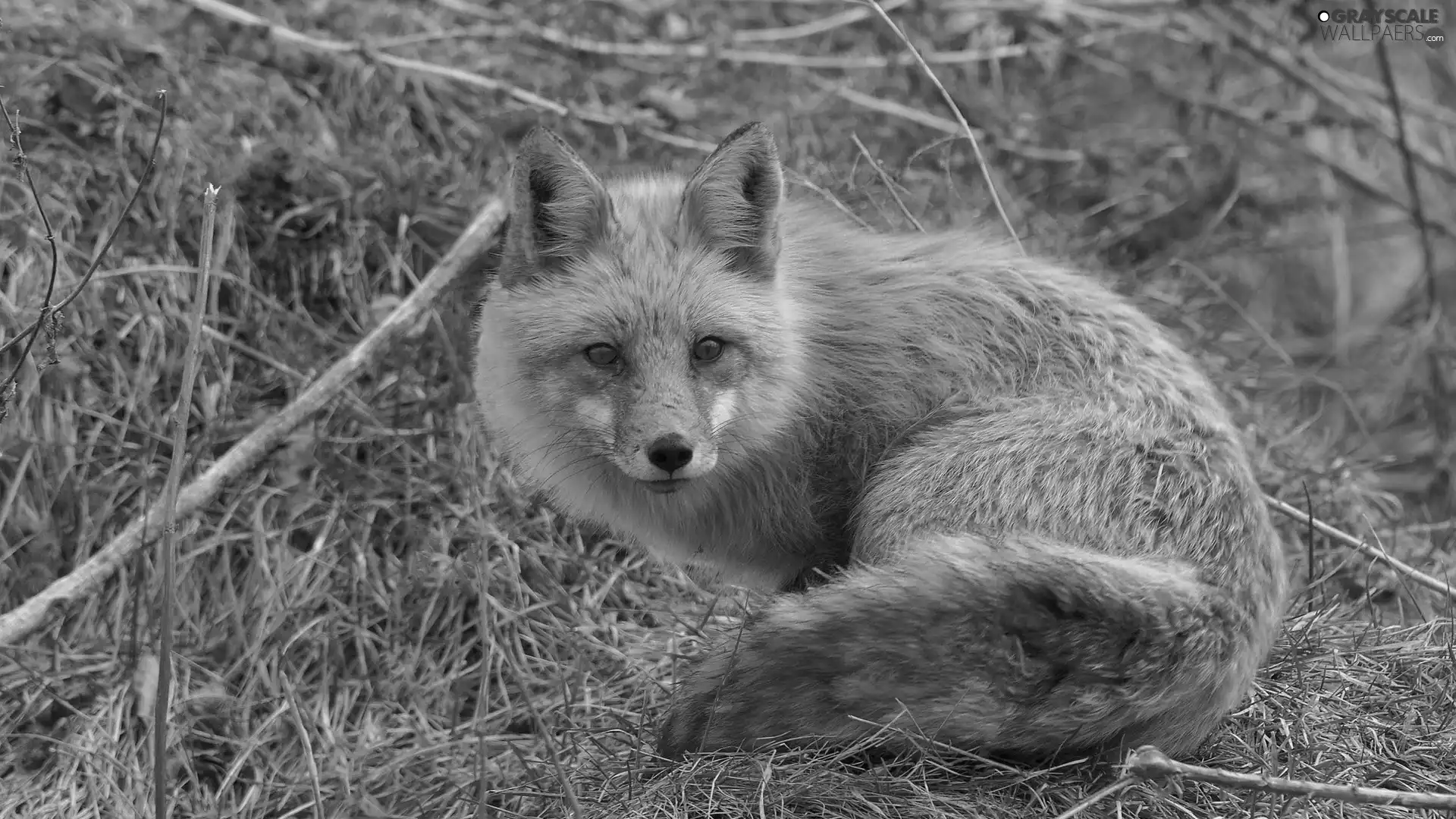 ginger, Meadow, autumn, fox