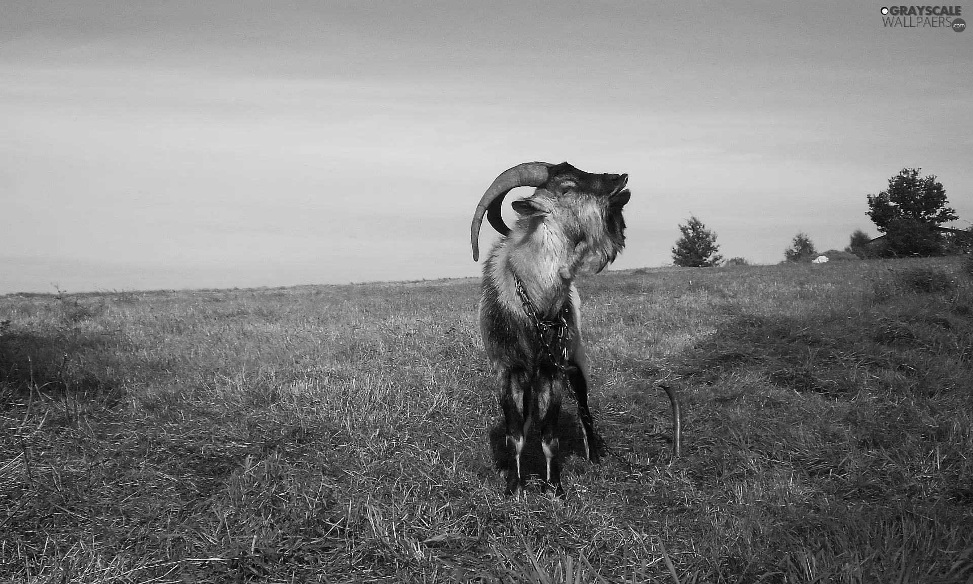 autumn, grass, goat