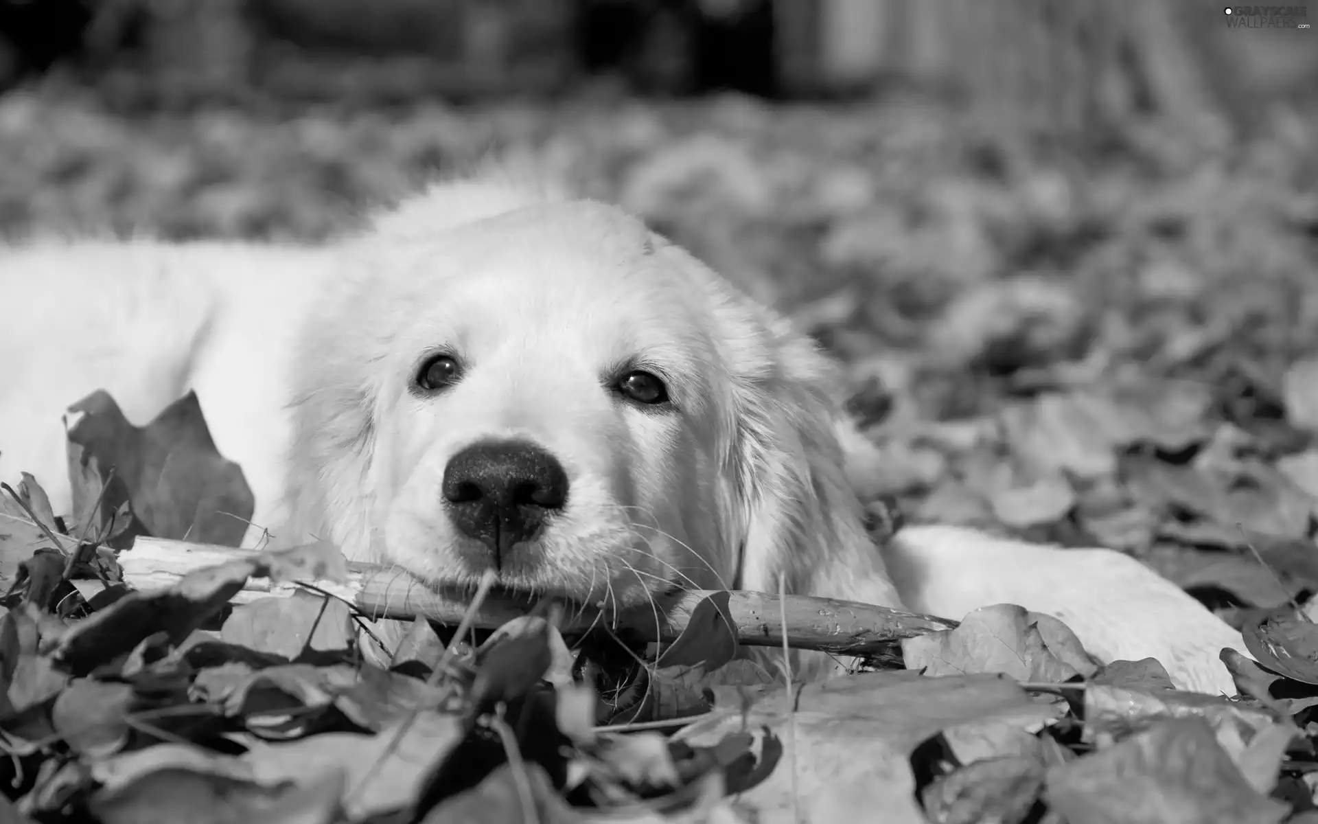 dog, Leaf, autumn, Golden Retriever