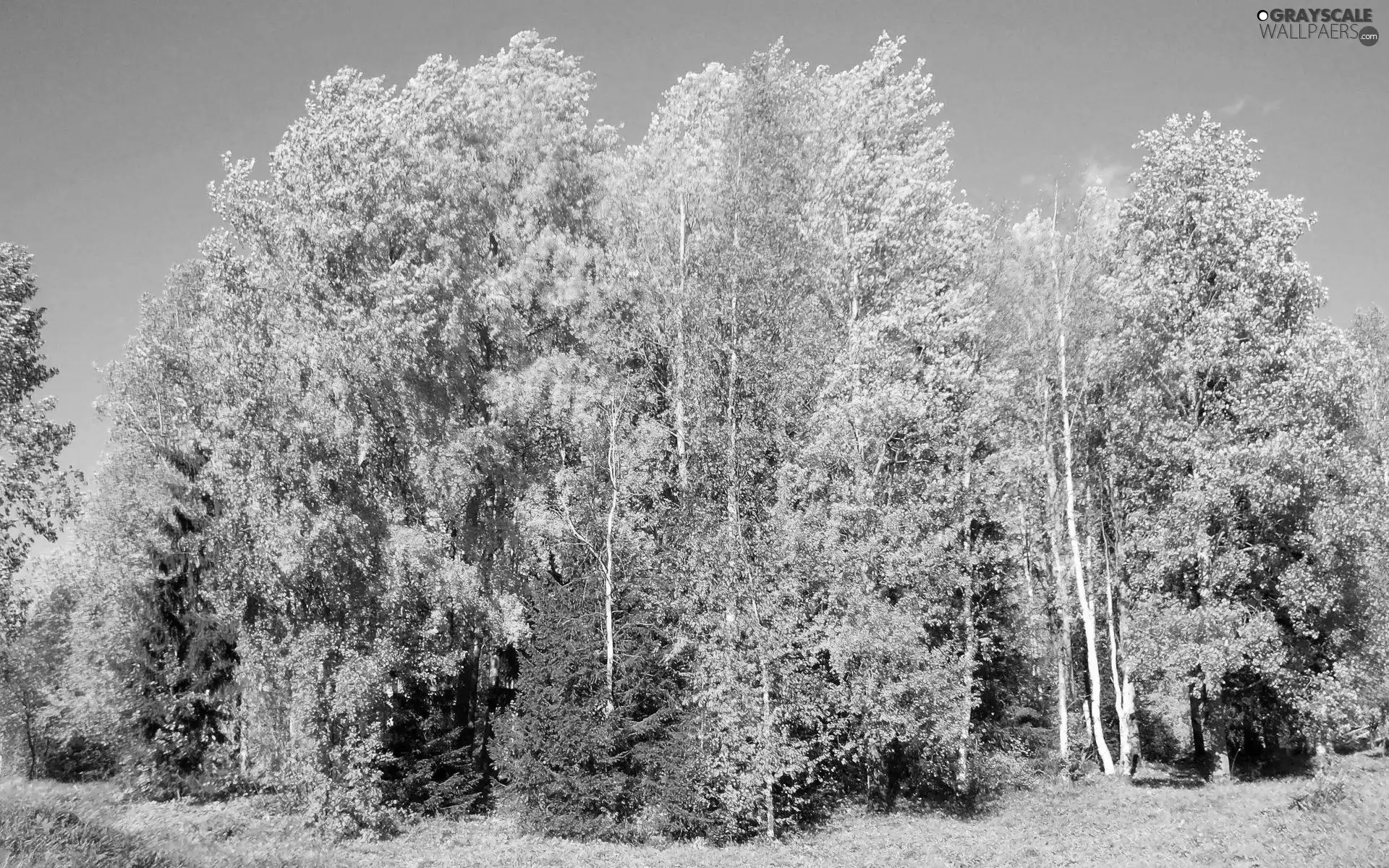 high, viewes, autumn, trees