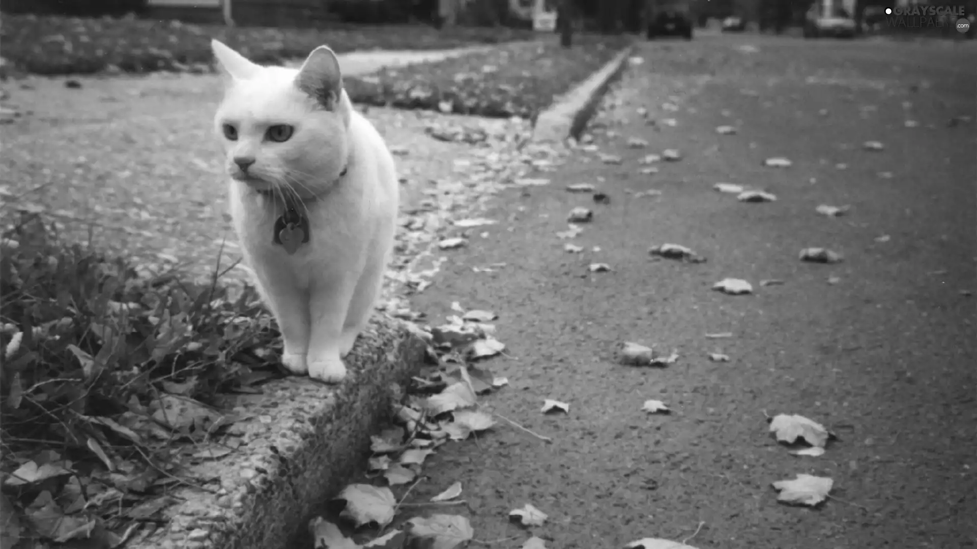 Street, White, wander, autumn, Leaf, kitten