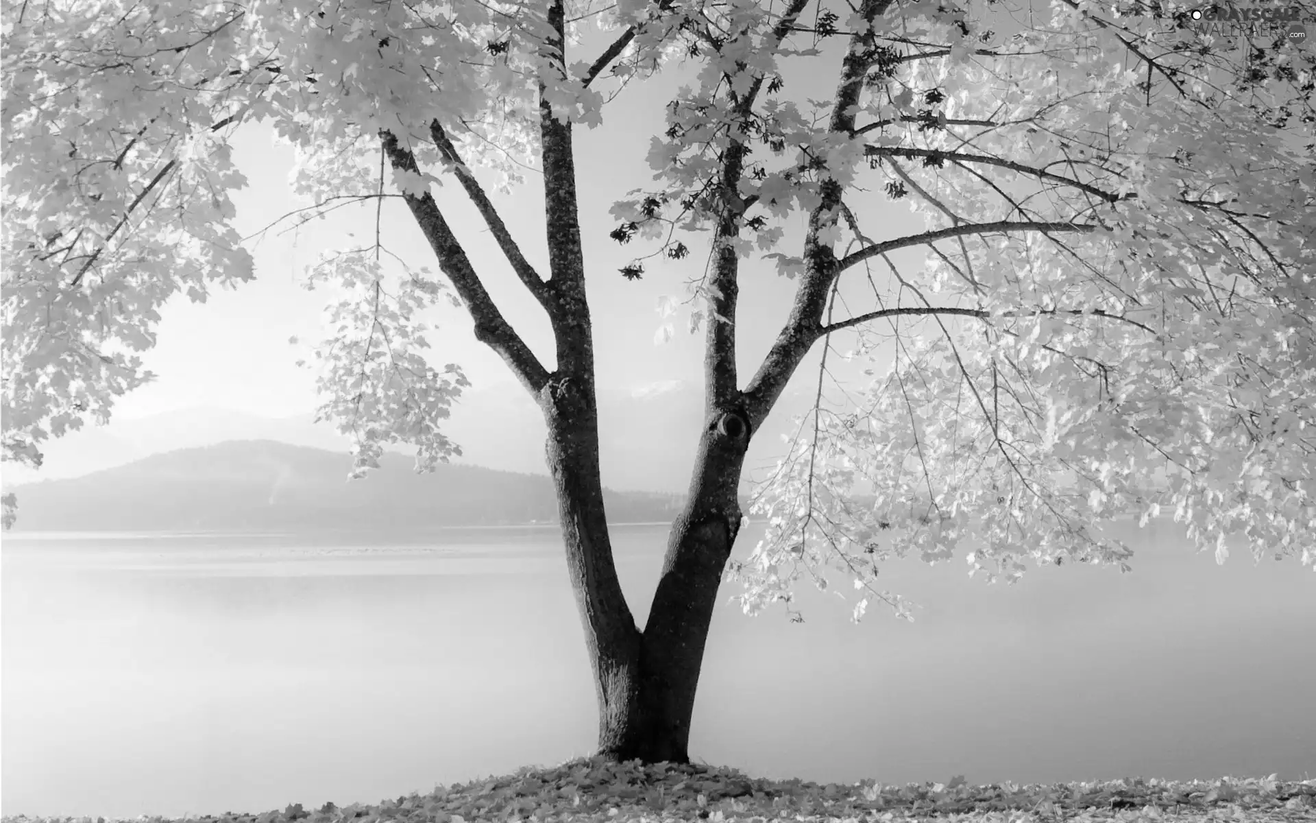 lake, Mountains, autumn, trees