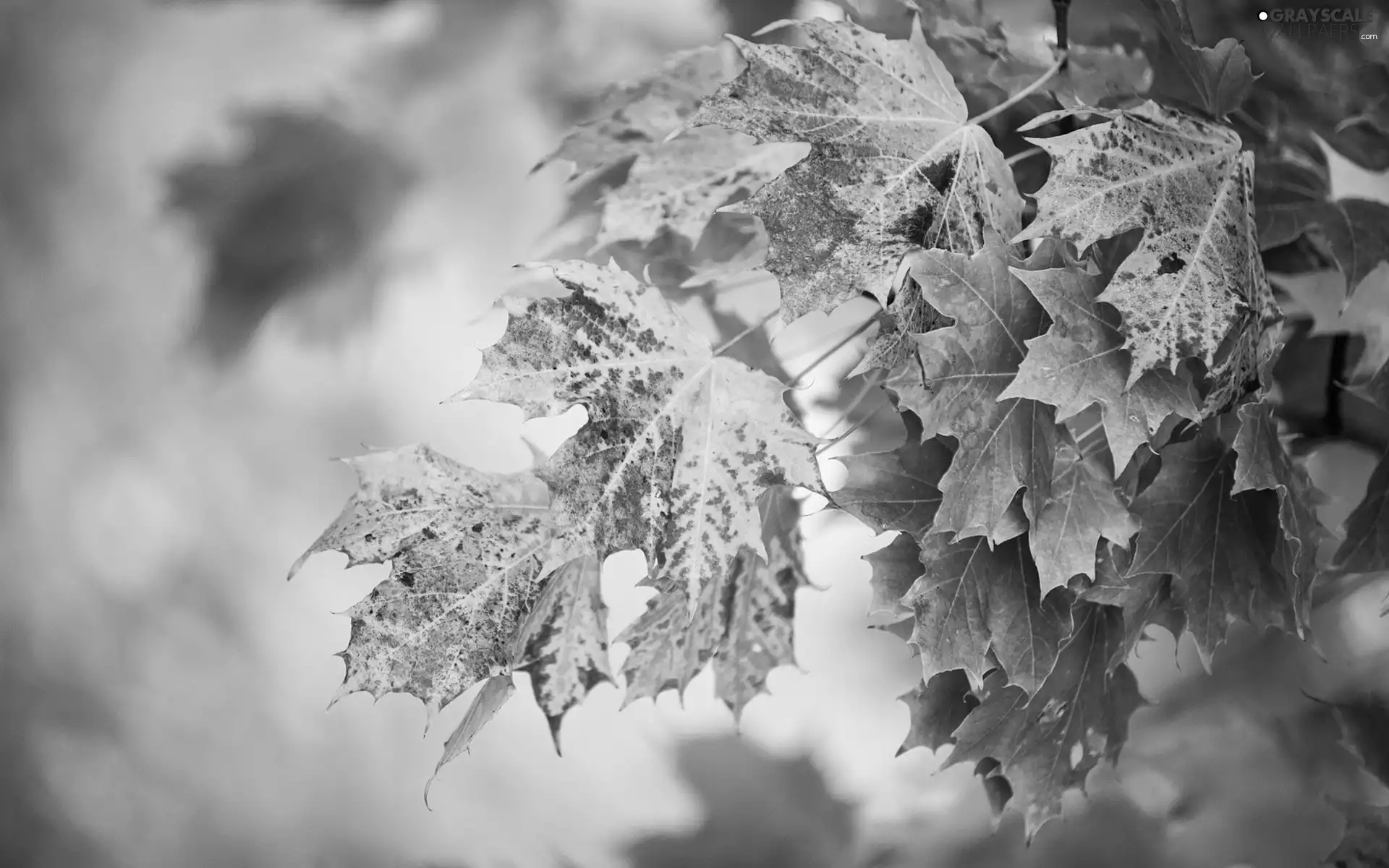 Leaf, autumn