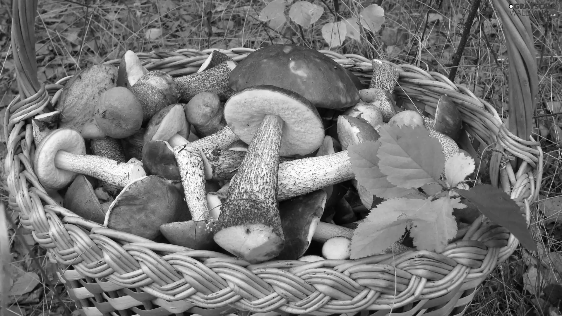 Autumn, Leaf, mushrooms, forest, basket