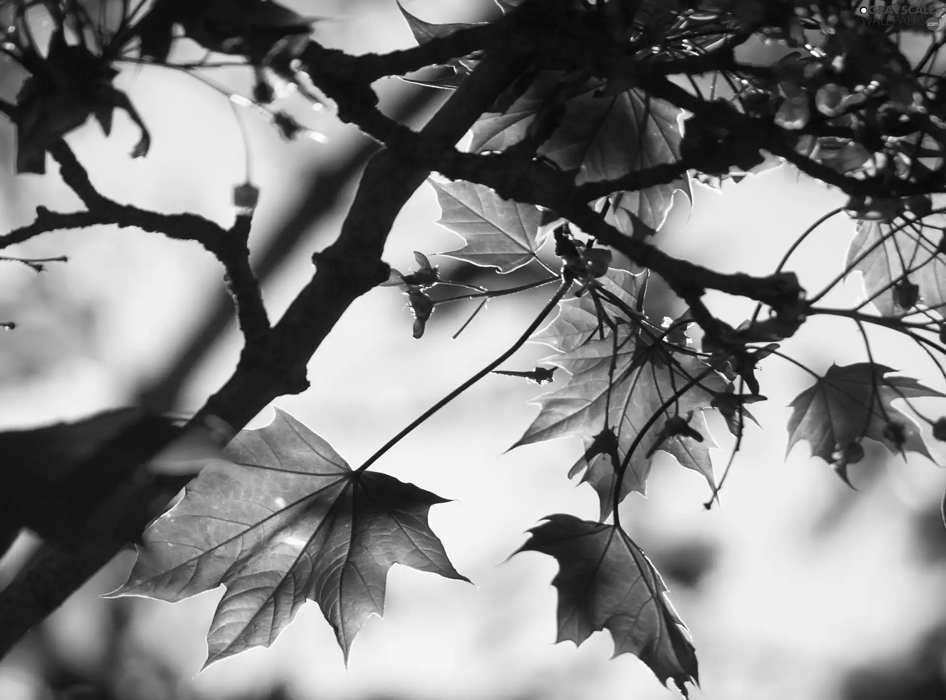 autumn, beech, Leaf
