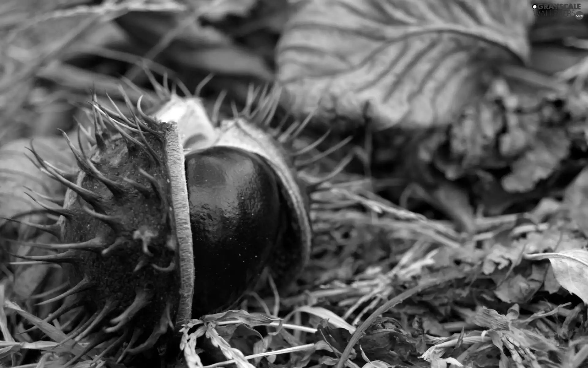 autumn, chestnut, Leaf