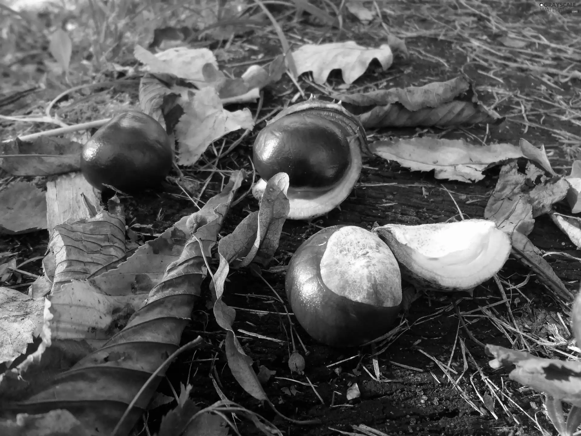 autumn, chestnuts, Leaf