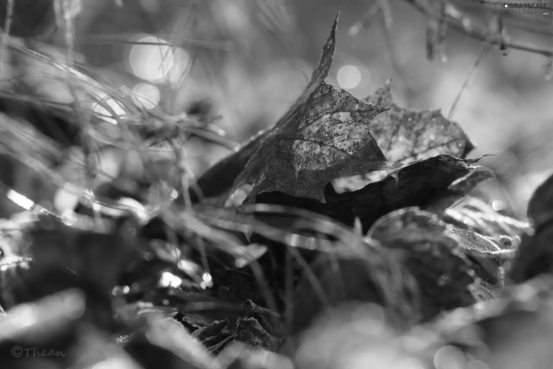 Autumn, dry, Leaf