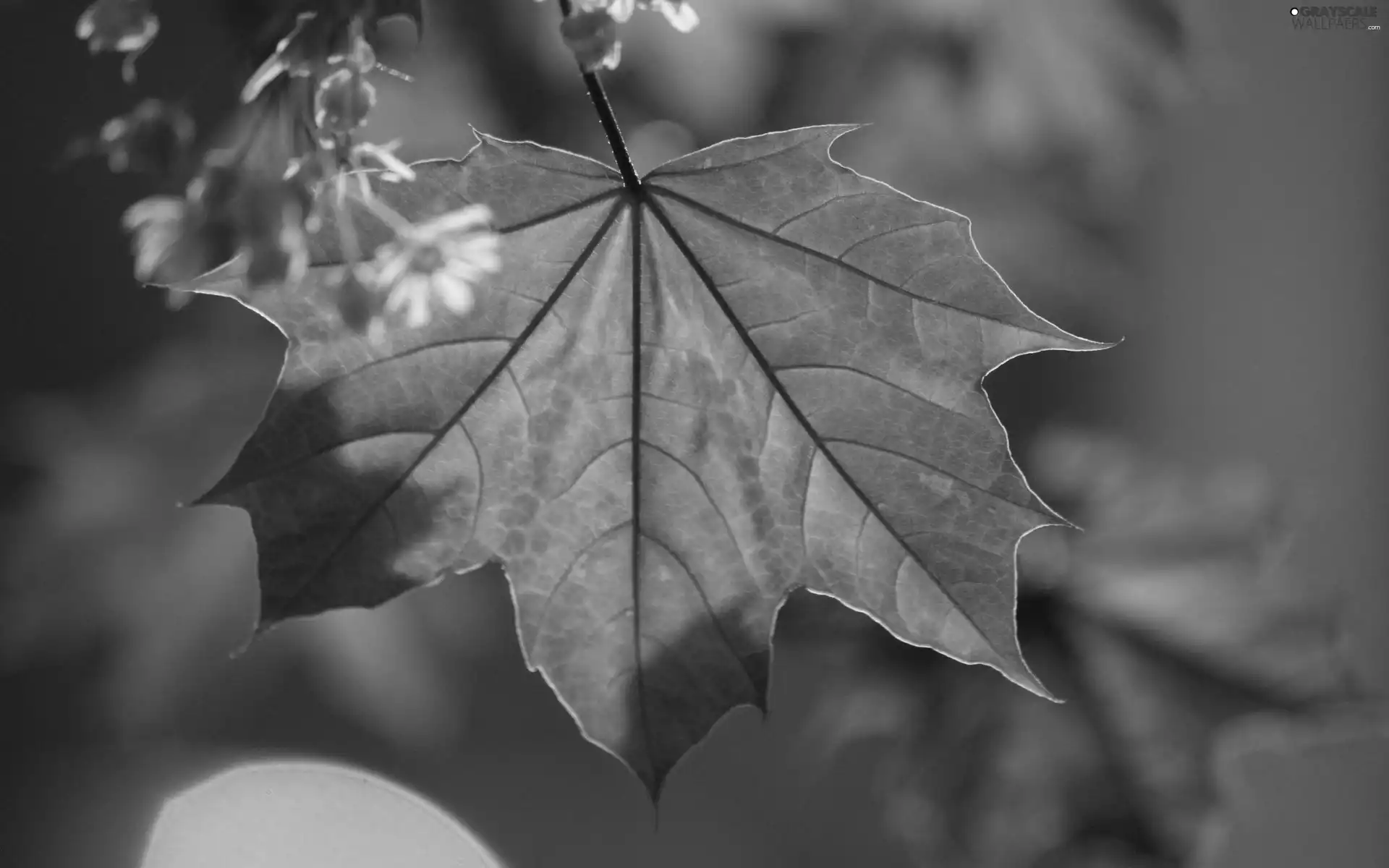 leaf, Flowers, autumn, color
