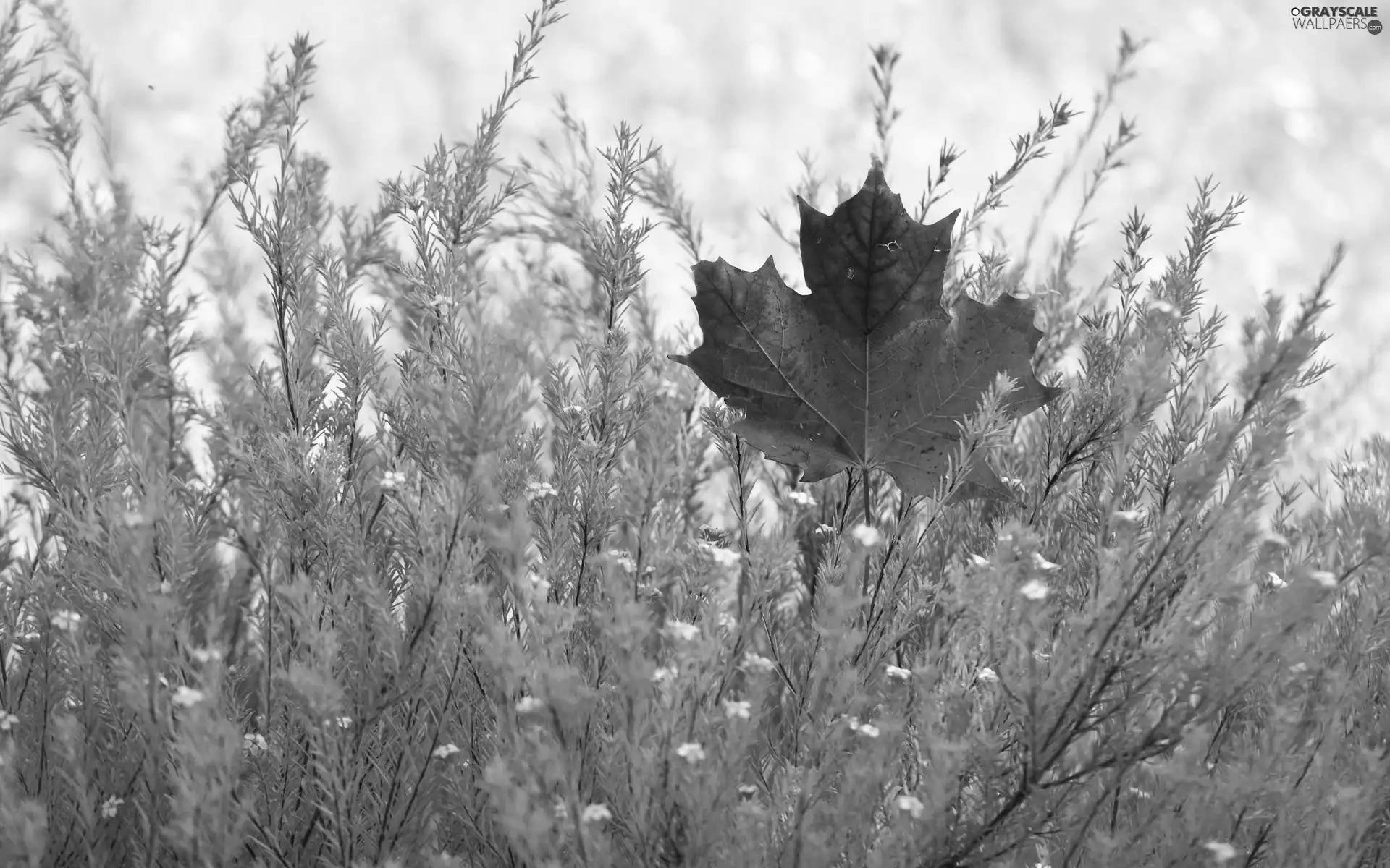 autumn, Flowers, leaf