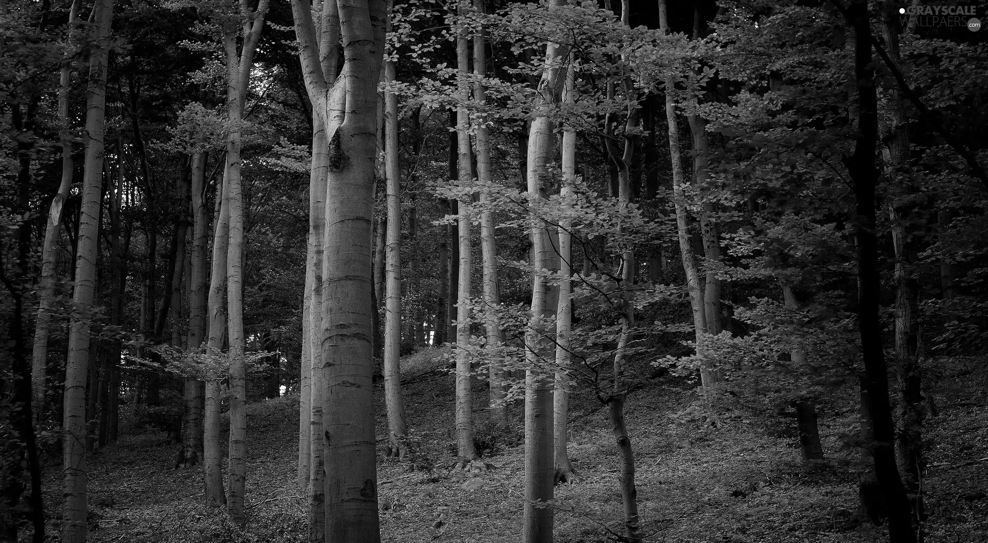 autumn, forest, Leaf