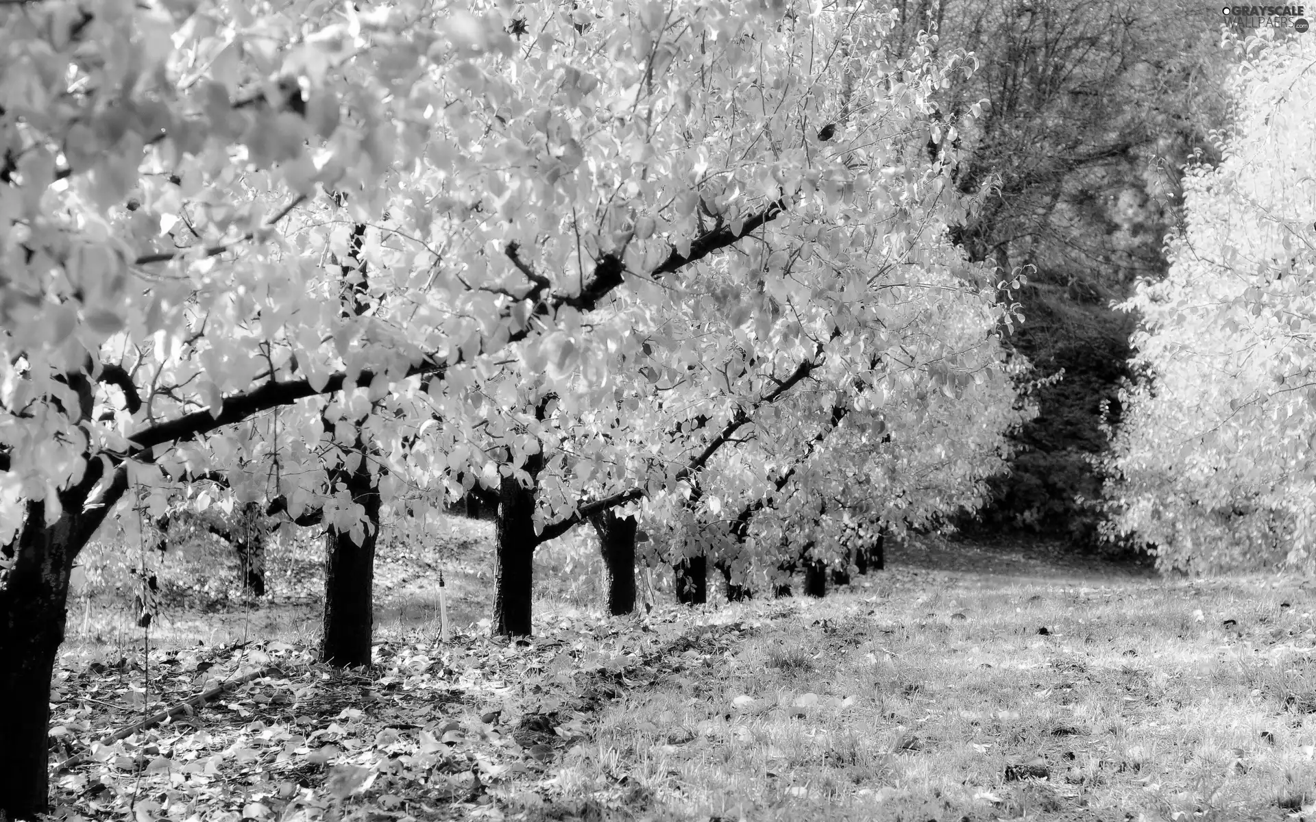 autumn, forest, Leaf