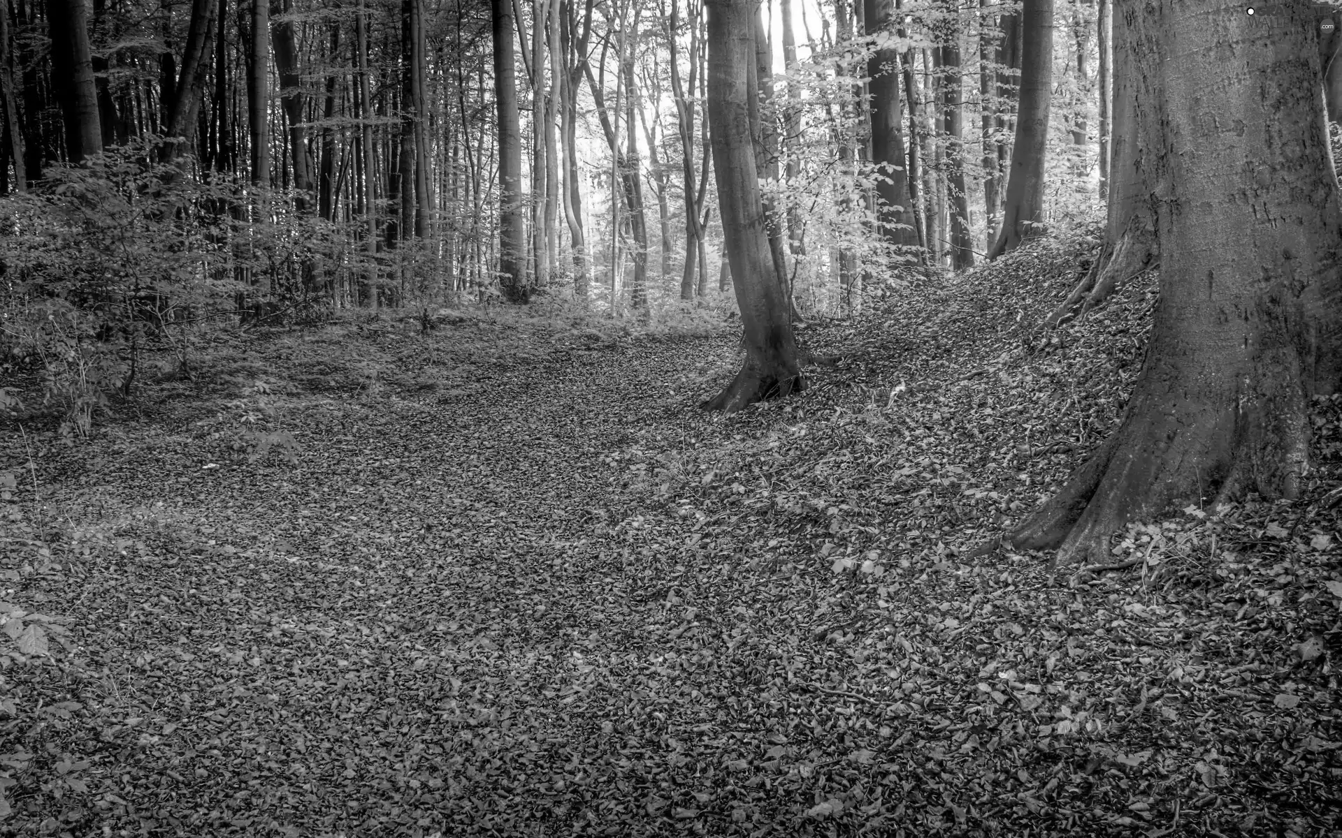 autumn, forest, Leaf