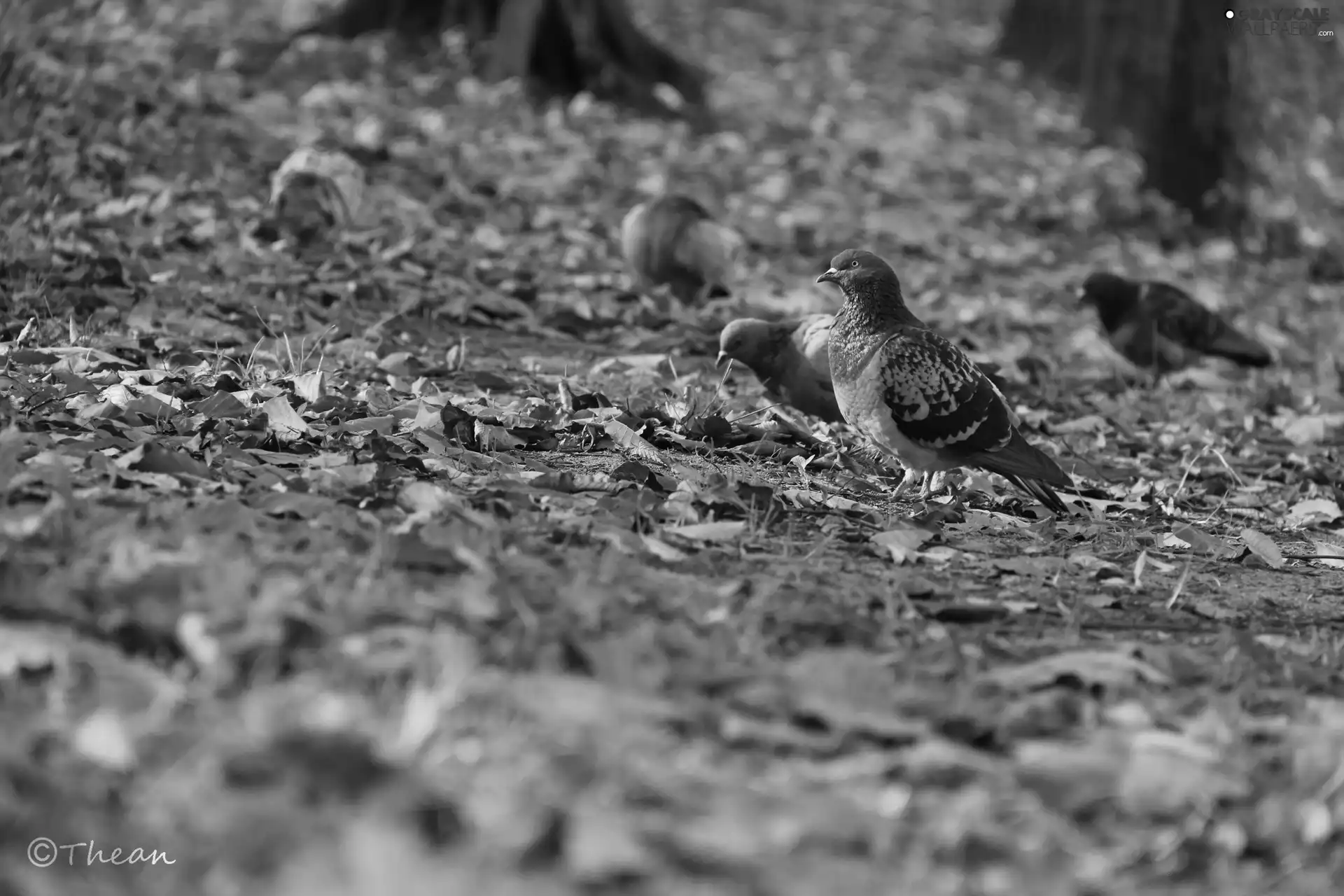 Autumn, Leaf, pigeon, dry, Gray