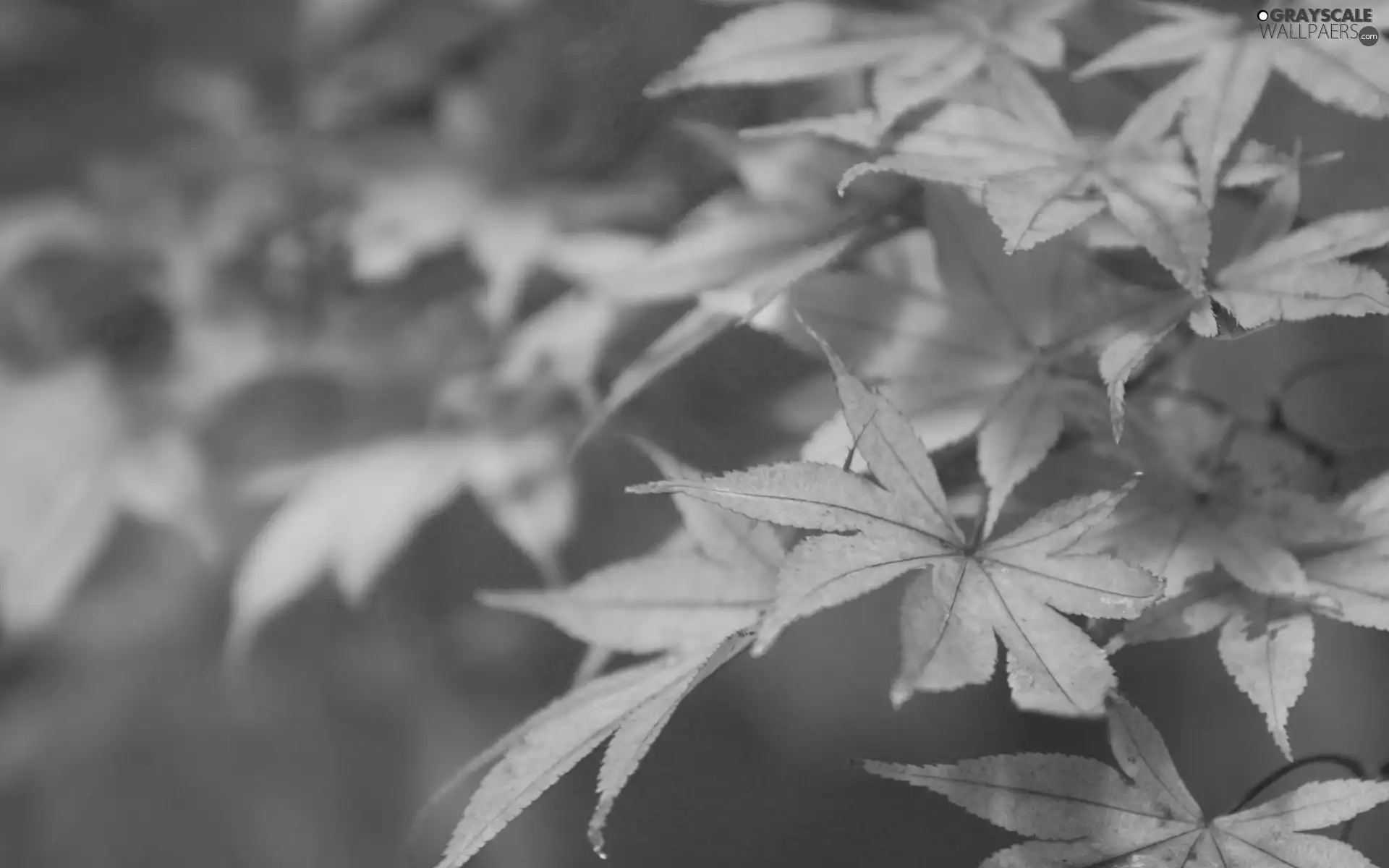 autumn, maple, Leaf