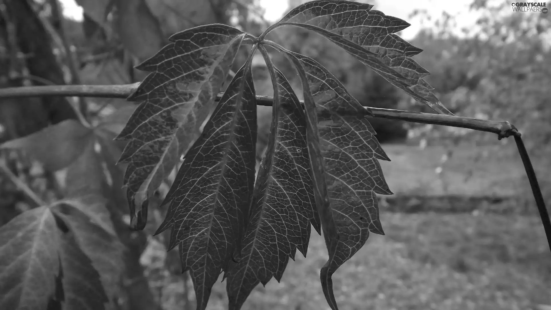 climber, Virginia Creeper, Leaf, autumn, Red, Quinquefolia