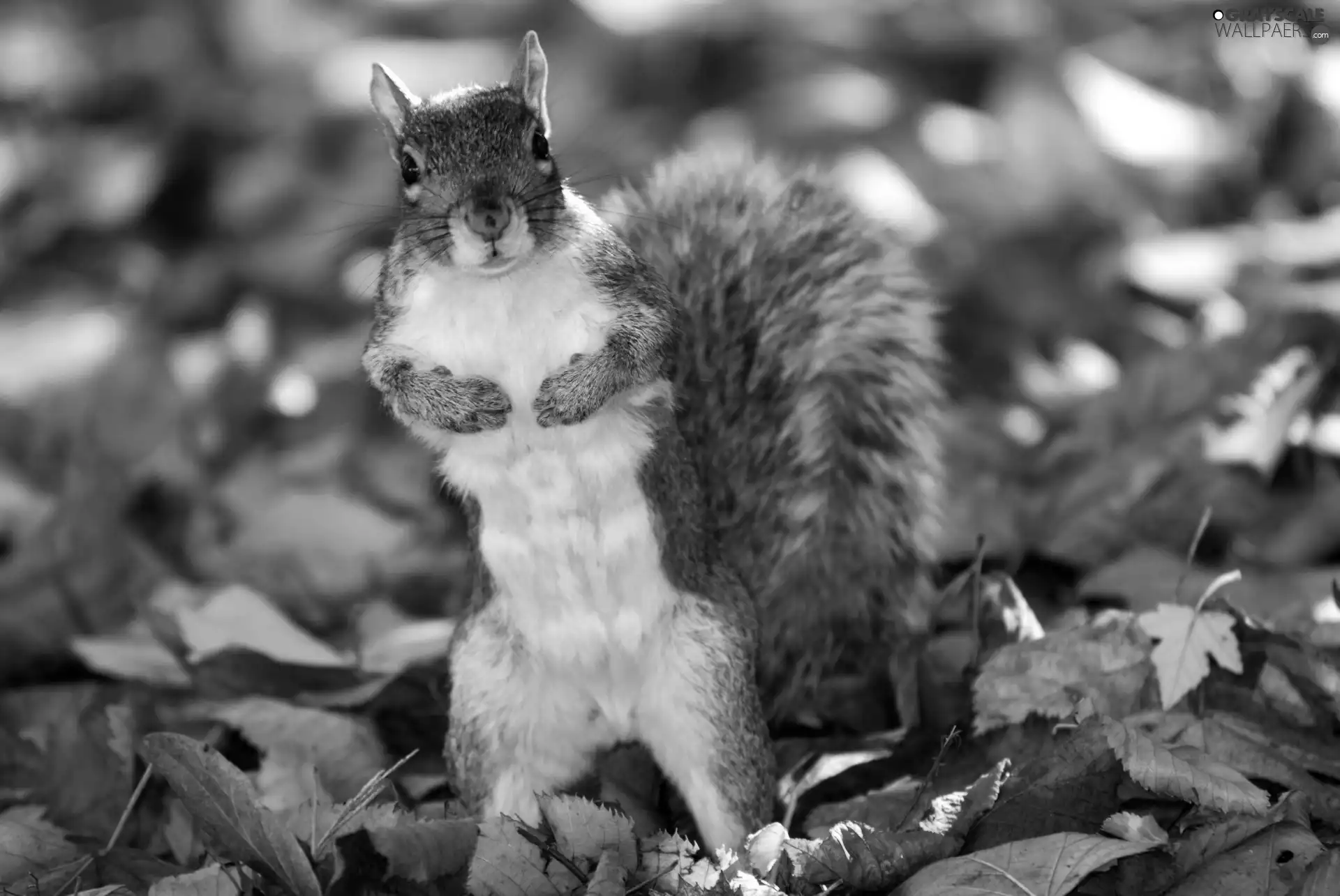 autumn, squirrel, Leaf