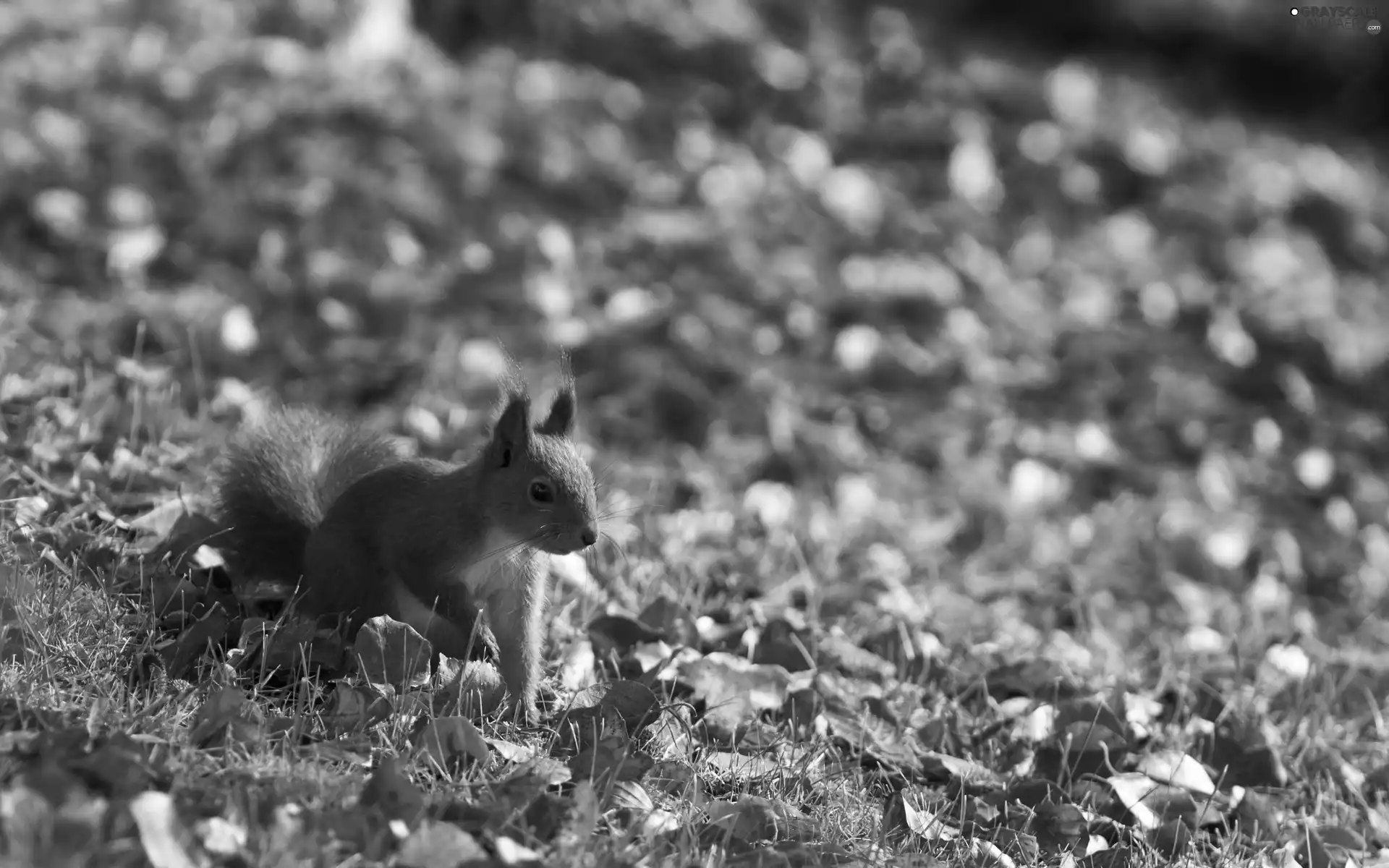 autumn, squirrel, Leaf
