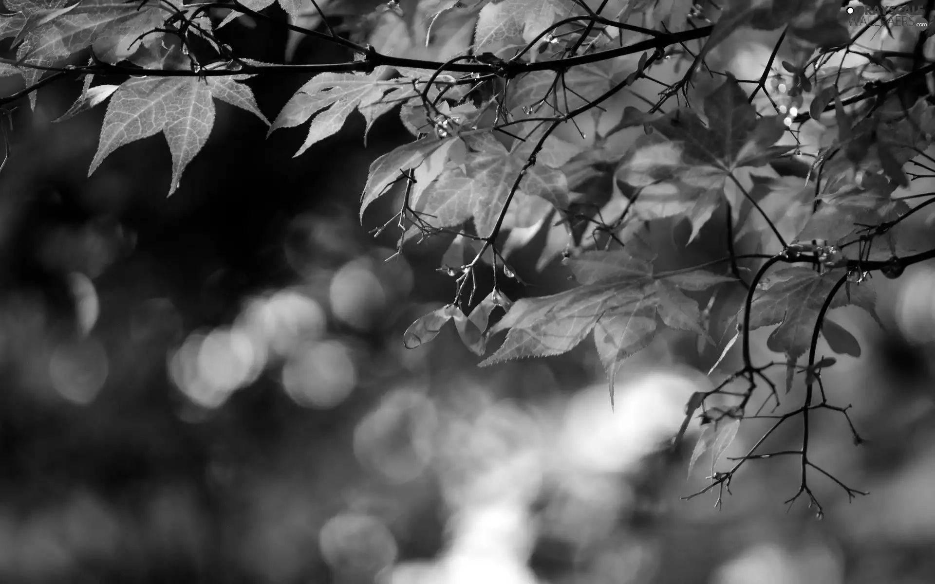 autumn, trees, Leaf